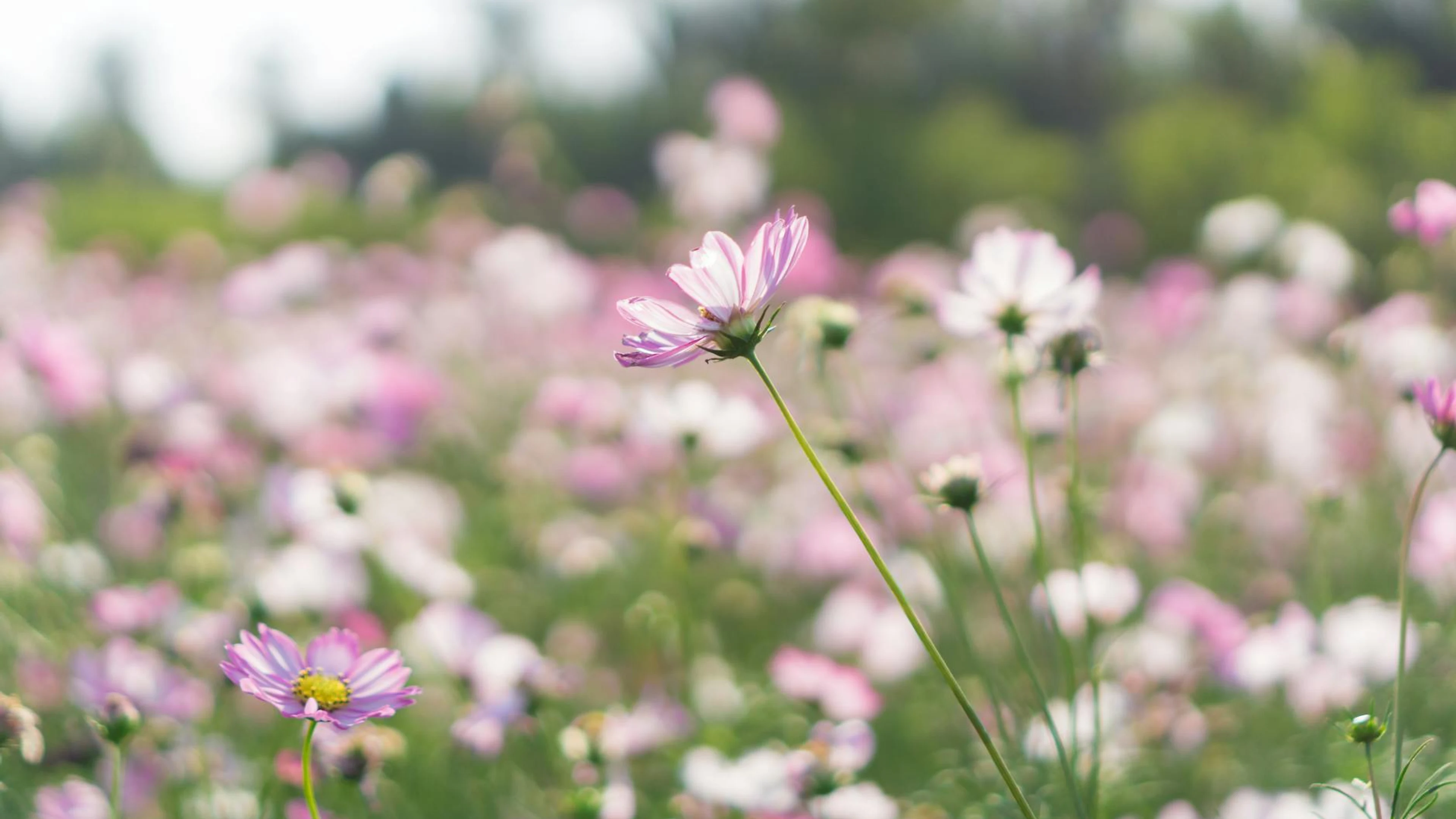 Soft focus image of a vibrant cosmos flower field in full bloom during spring. - free 4K Ultra HD flowers wallpaper for desktop