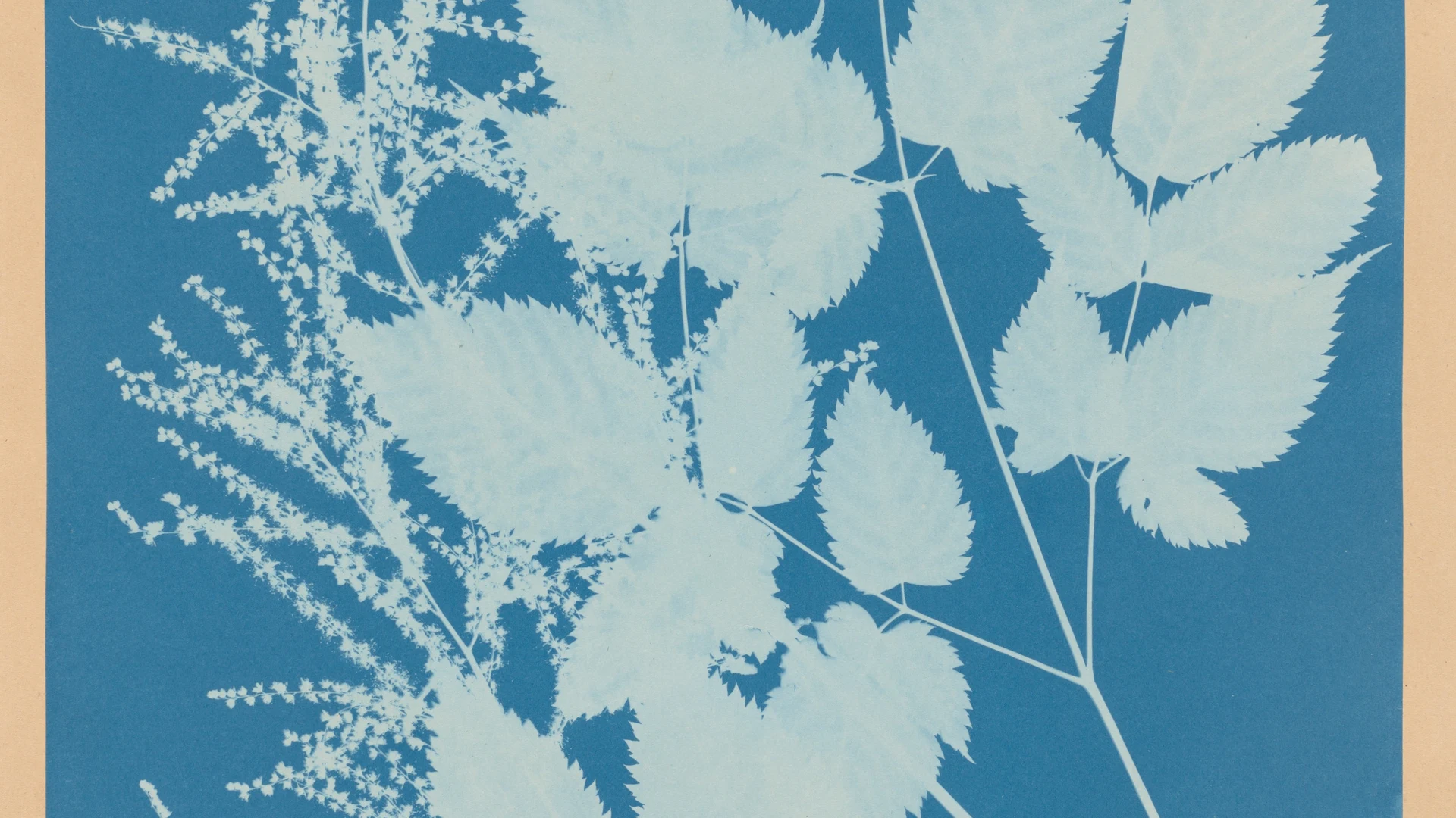 Spiraea aruncus (Tyrol) - free hd flowers wallpaper for desktop