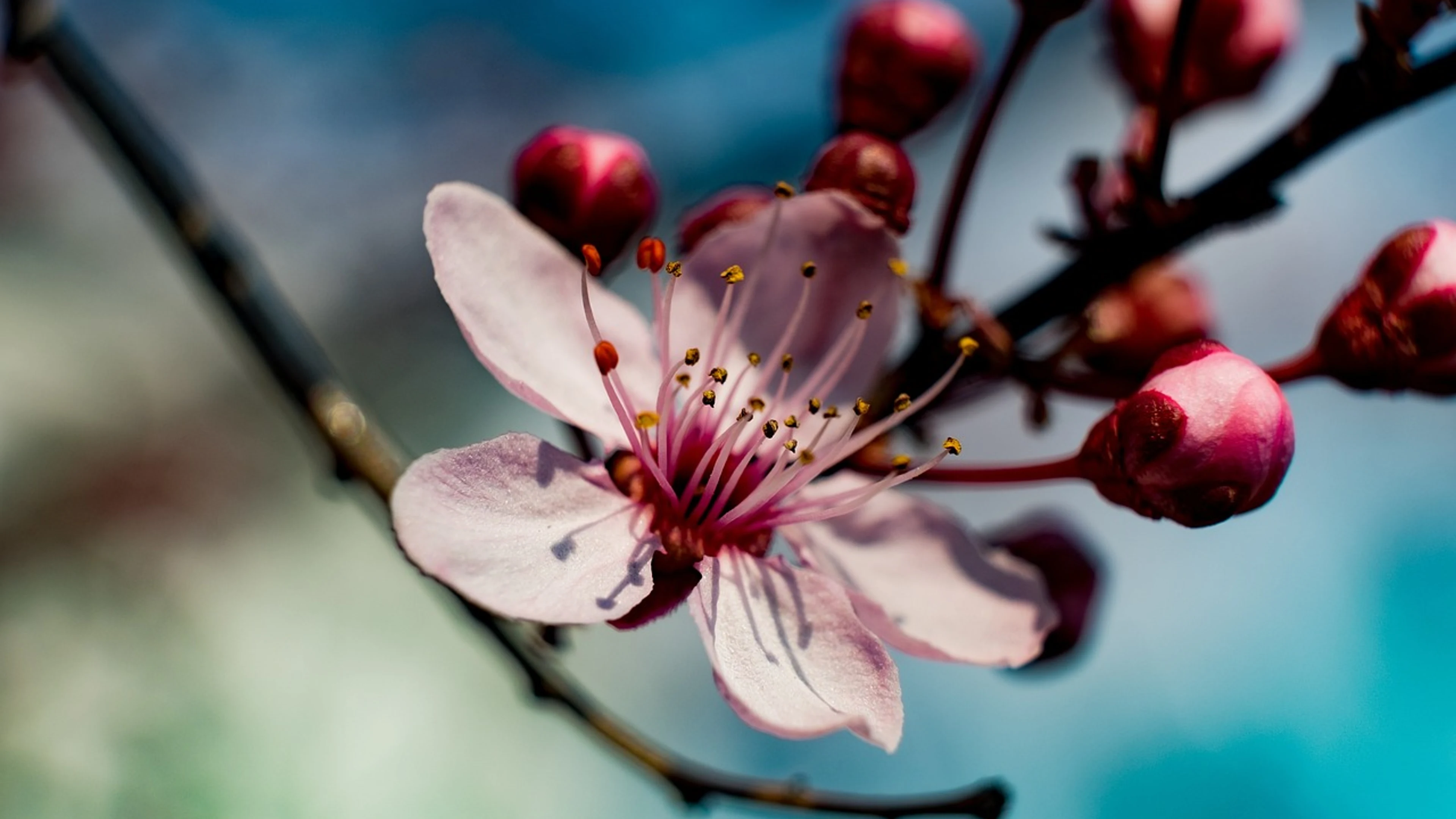 Spring flower background flower wallpaper - free 4K Ultra HD flowers wallpaper for desktop