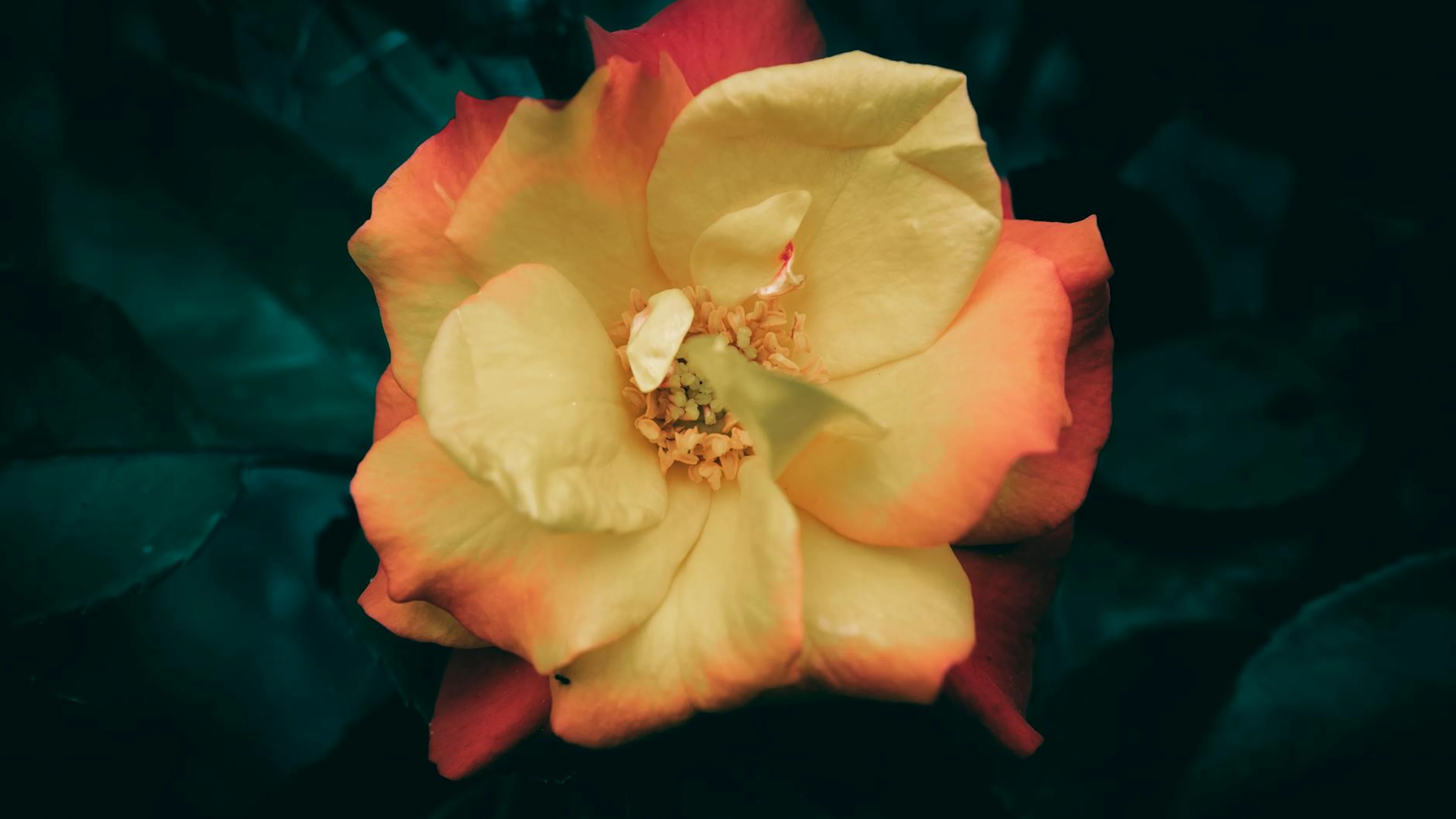 Stunning close-up of a vibrant orange rose blossom with lush green leaves. - free 4K Ultra HD flowers wallpaper for desktop
