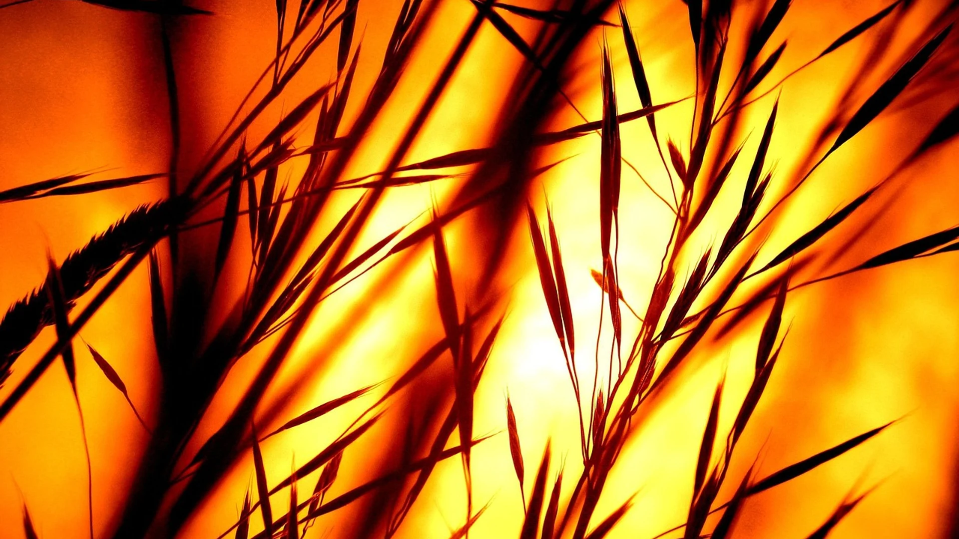 Sunset grass silhouette - free hd flowers wallpaper for desktop