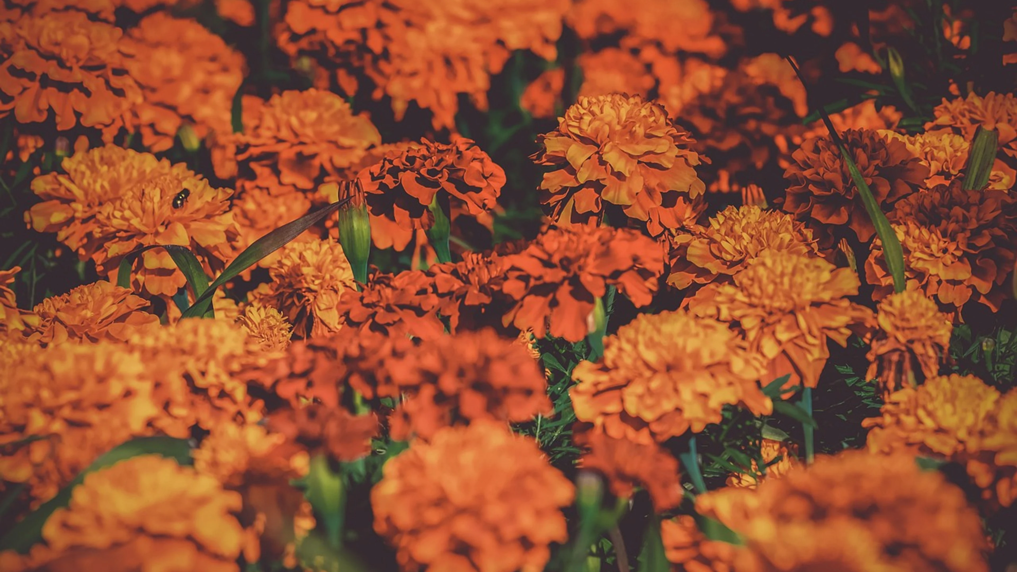 Tagetes marigold flower background - free 4K Ultra HD flowers wallpaper for desktop