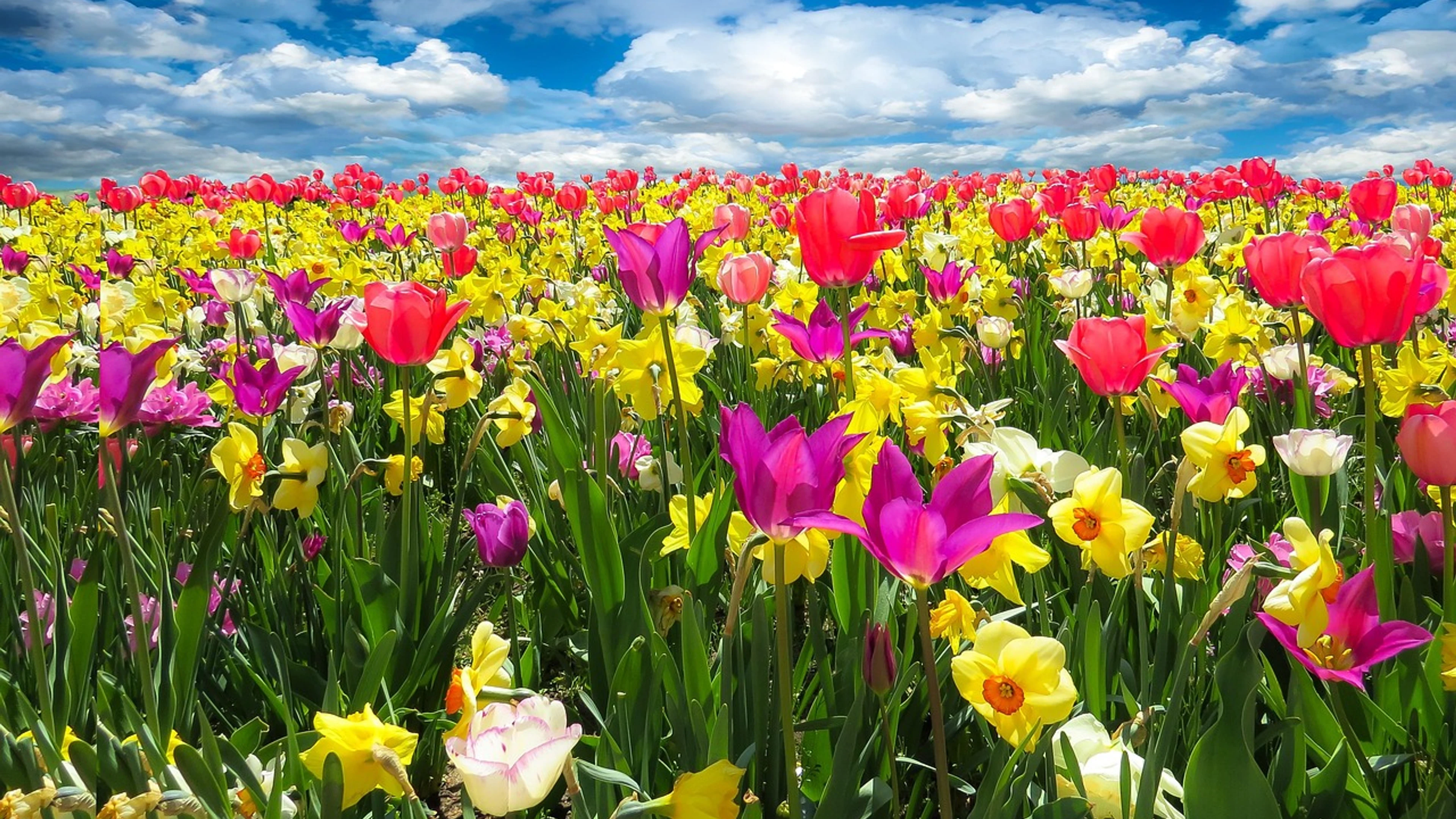 Tulips daffodils flowers - free 4K Ultra HD flowers wallpaper for desktop