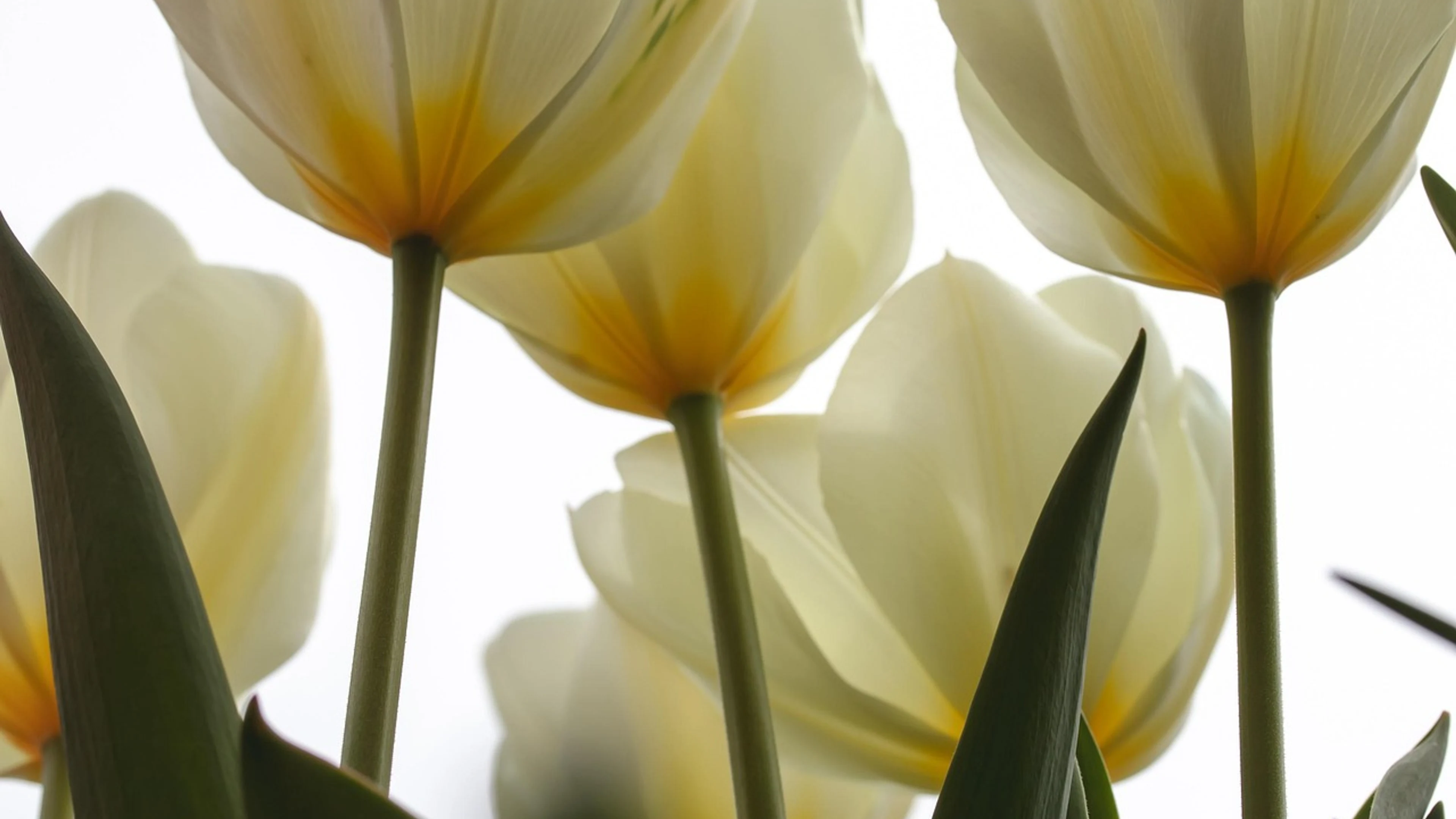 Tulips flower wallpaper flower - free 4K Ultra HD flowers wallpaper for desktop