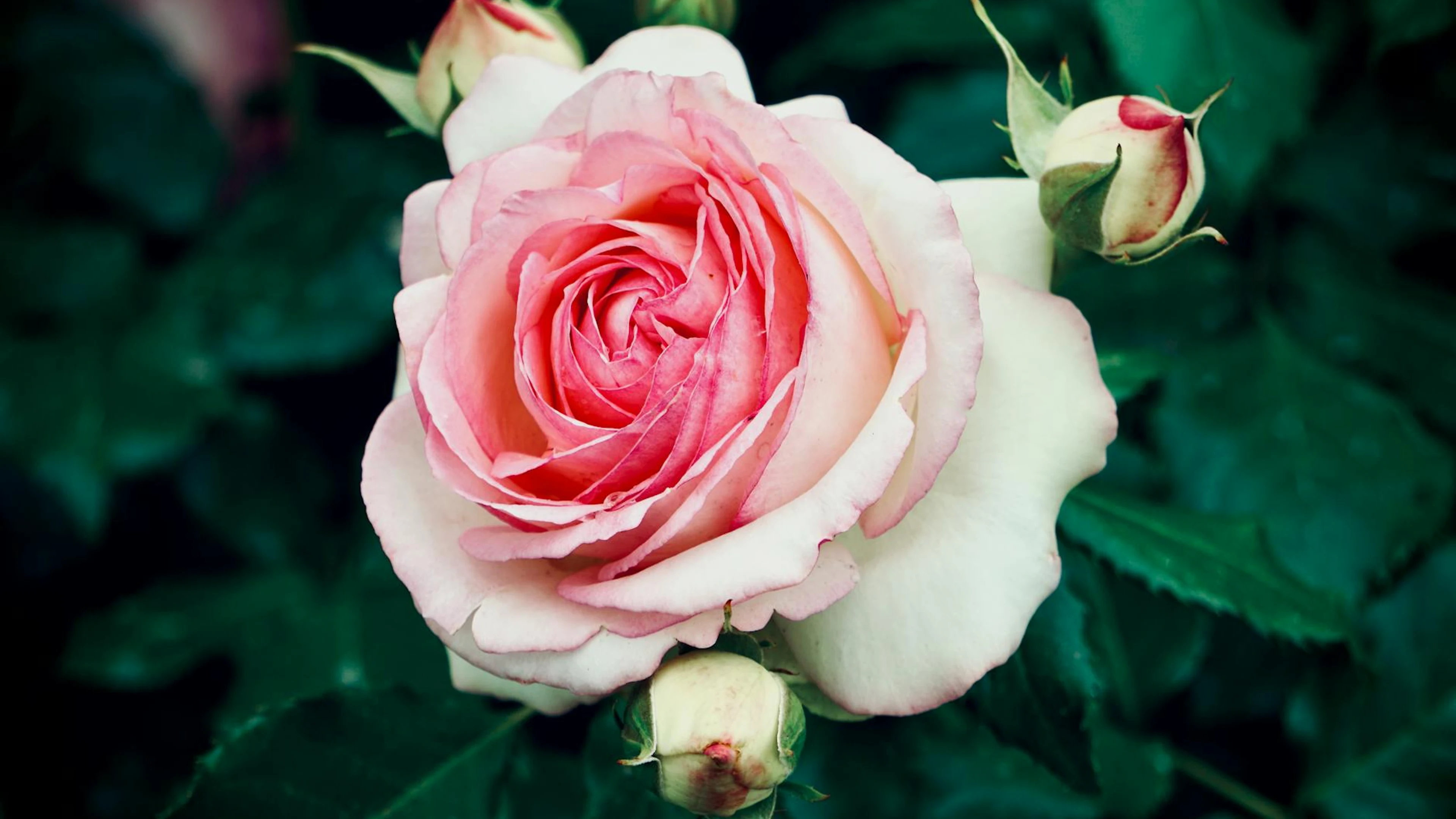 Vibrant close-up of a blooming pink rose surrounded by lush green leaves, symbol - free 4K Ultra HD flowers wallpaper for desktop