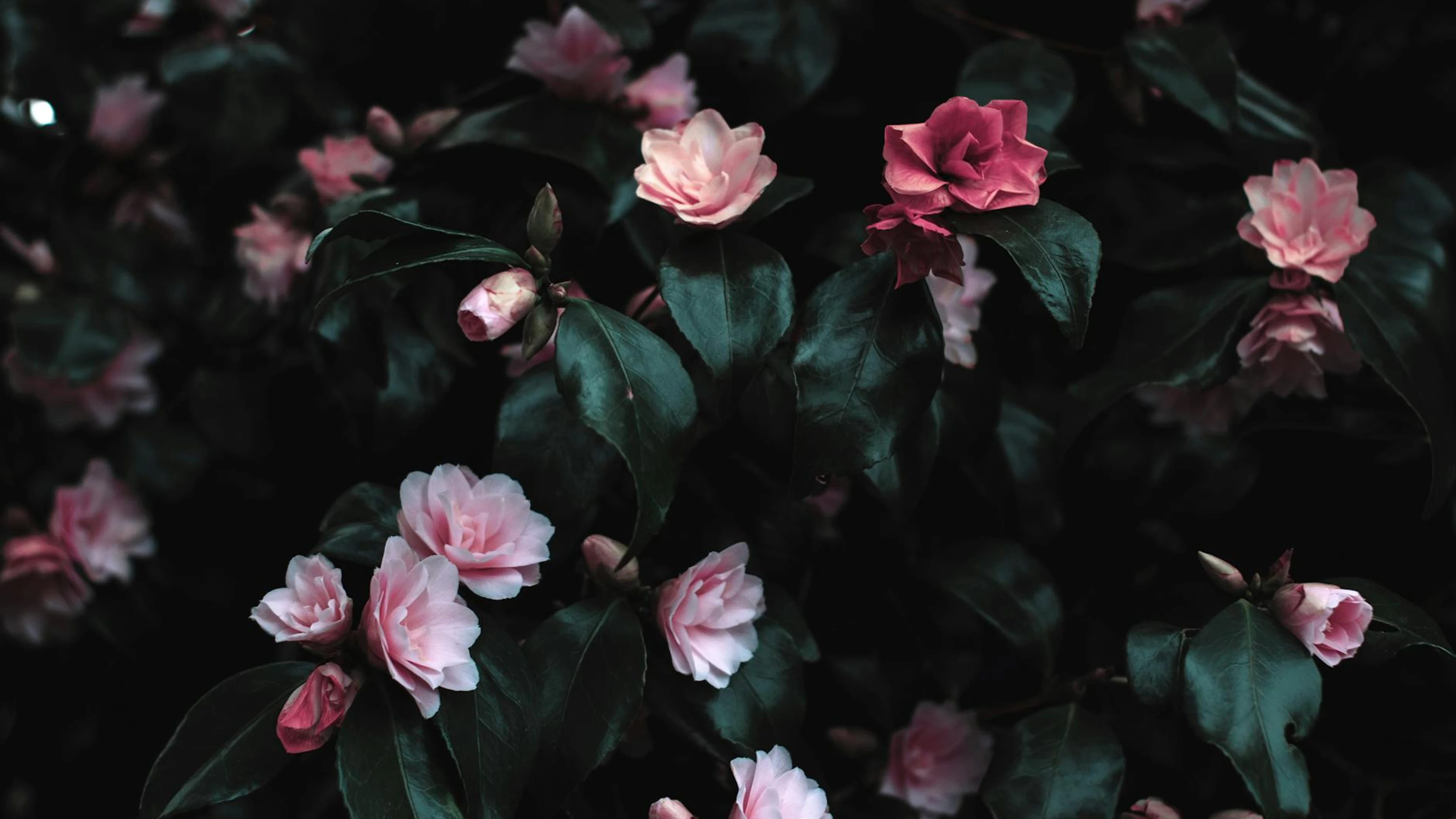 Vibrant pink flowers blooming amidst lush dark leaves, creating a striking flora - free 4K Ultra HD flowers wallpaper for desktop