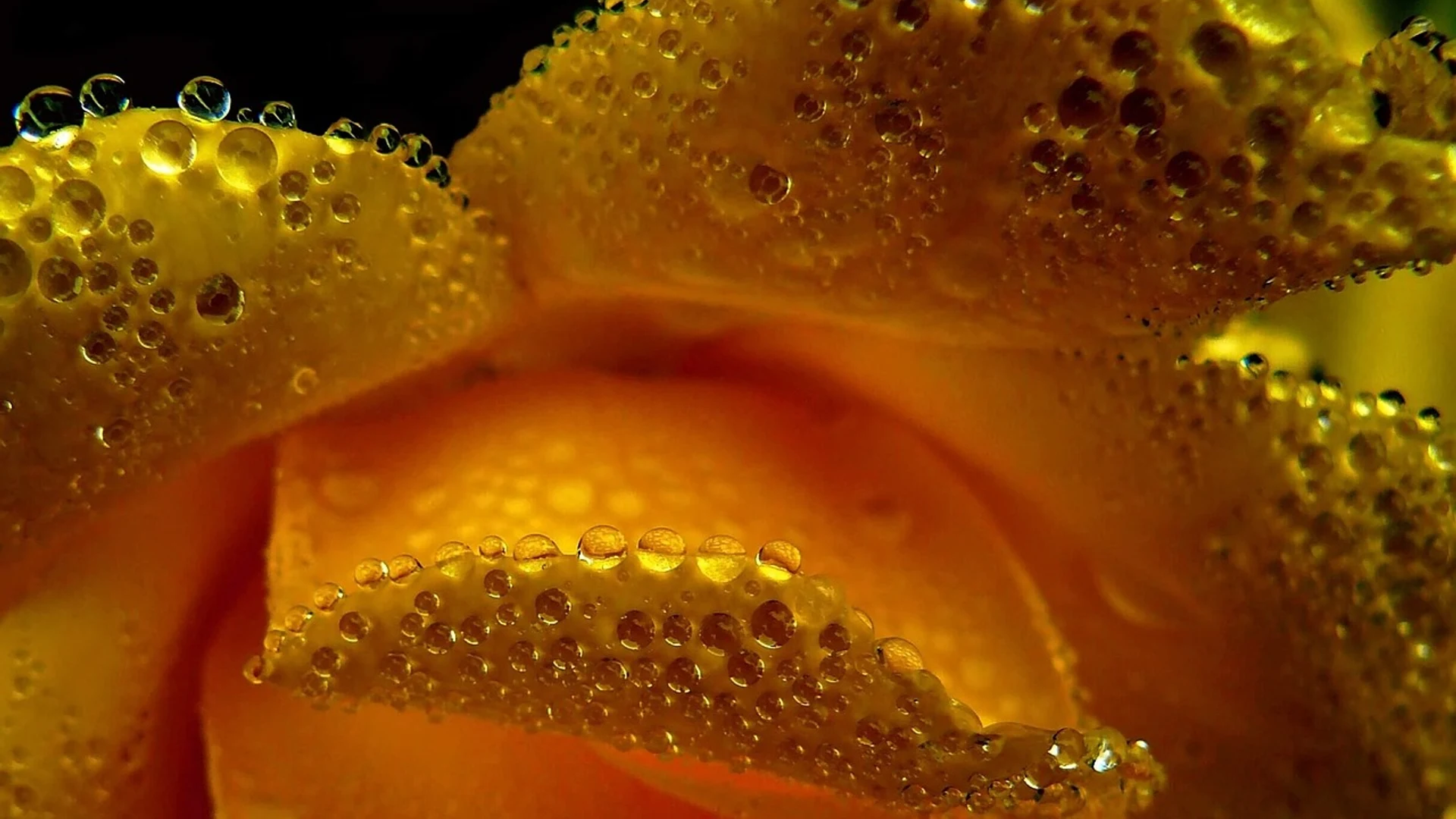 Water pearls drops waterdrop - free hd flowers wallpaper for desktop