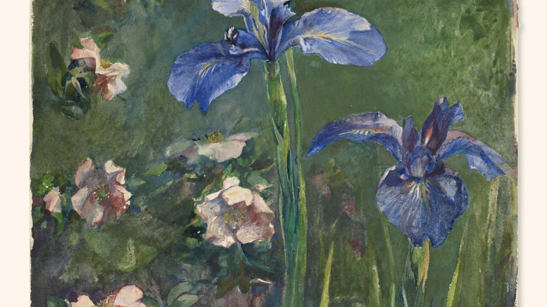 Wild Roses and Irises - free hd flowers wallpaper for desktop