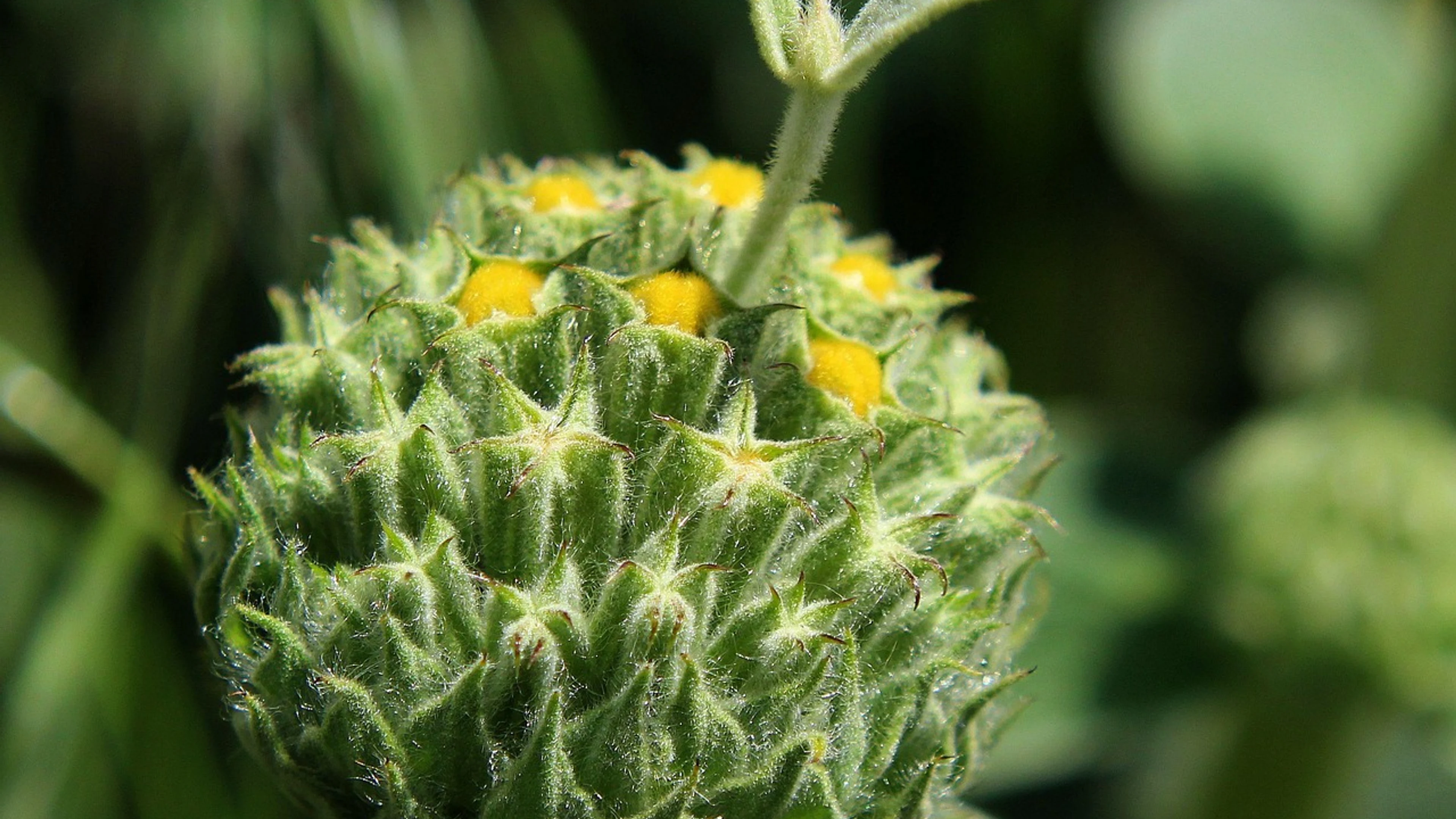 Wildflower flower wallpaper flower - free 4K Ultra HD flowers wallpaper for desktop