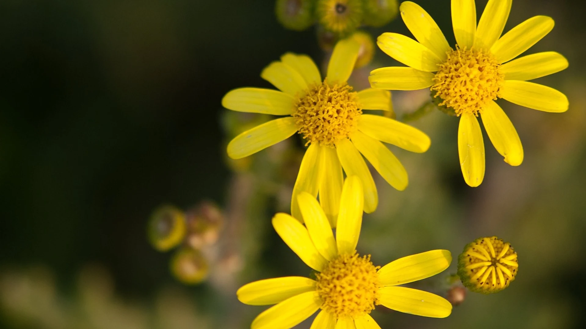 Wildflower yellow flower field - free hd flowers wallpaper for desktop