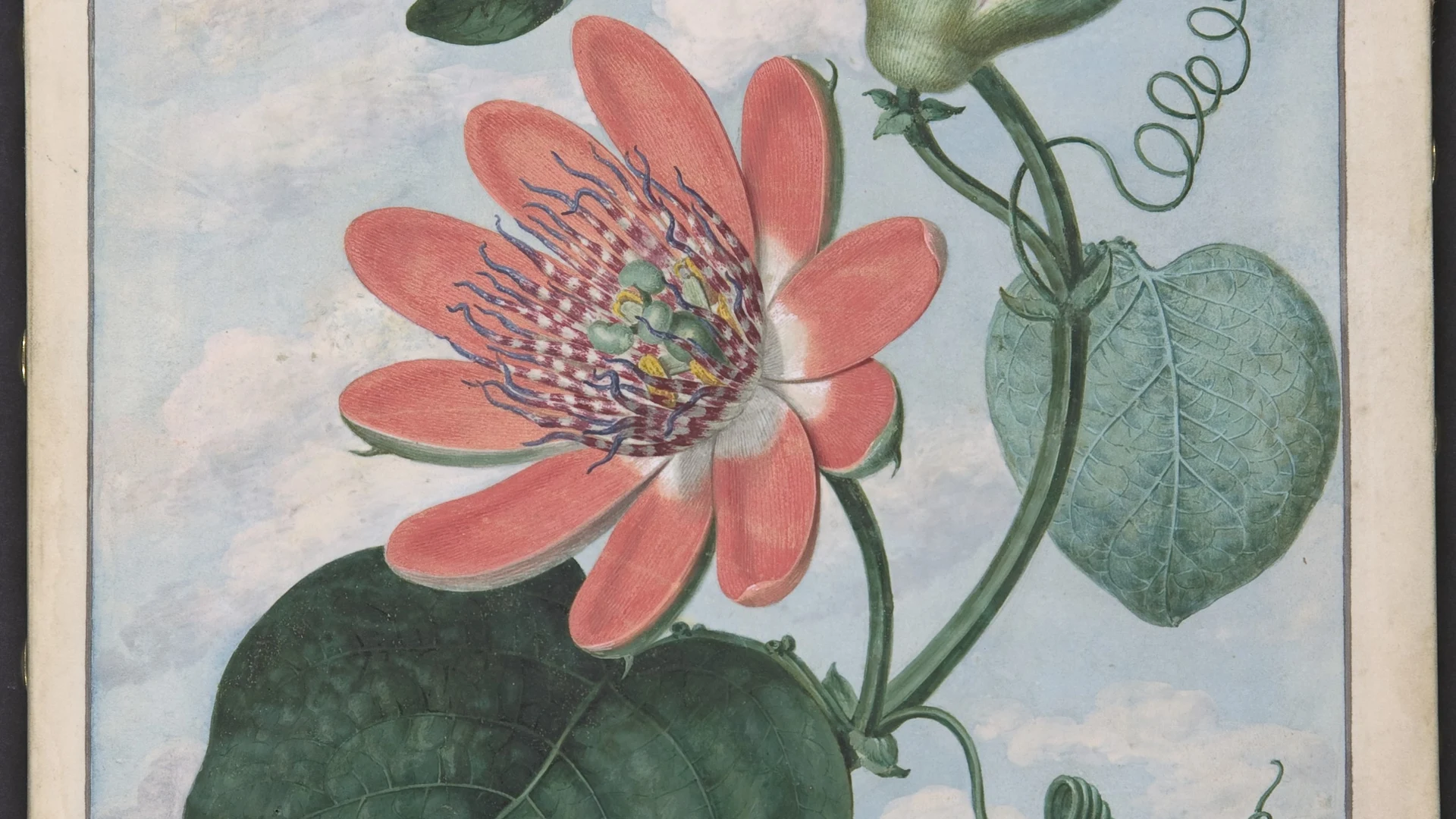 Winged passionflower (Passiflora alata) - free hd flowers wallpaper for desktop