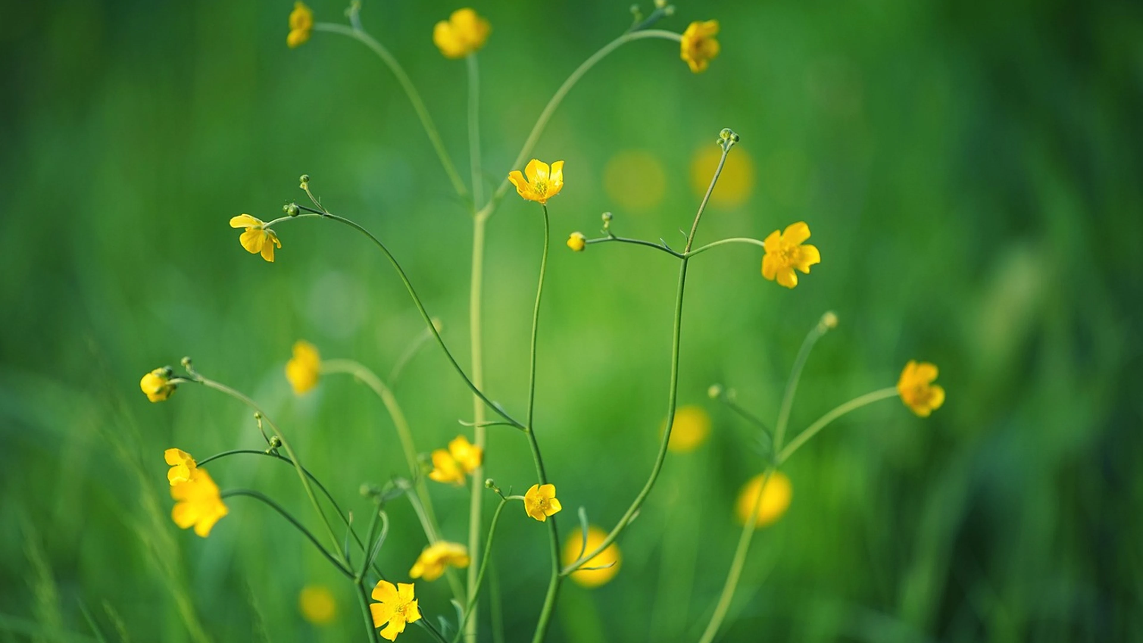 Yellow flowers small flowers blossom - free 4K Ultra HD flowers wallpaper for desktop