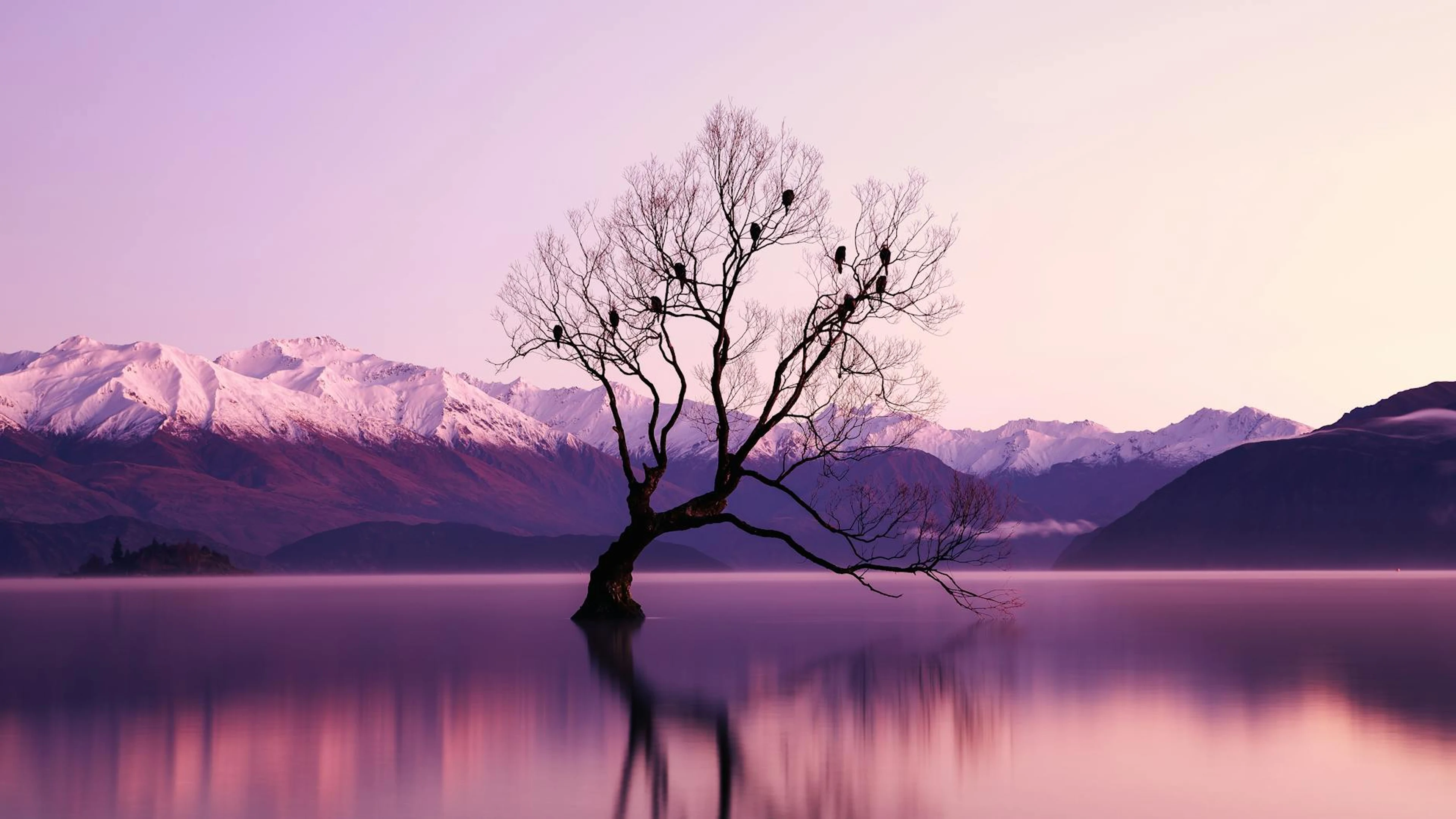 A serene landscape at dawn featuring a lone tree in a lake against snow-capped m - free 4K Ultra HD lake wallpaper for desktop