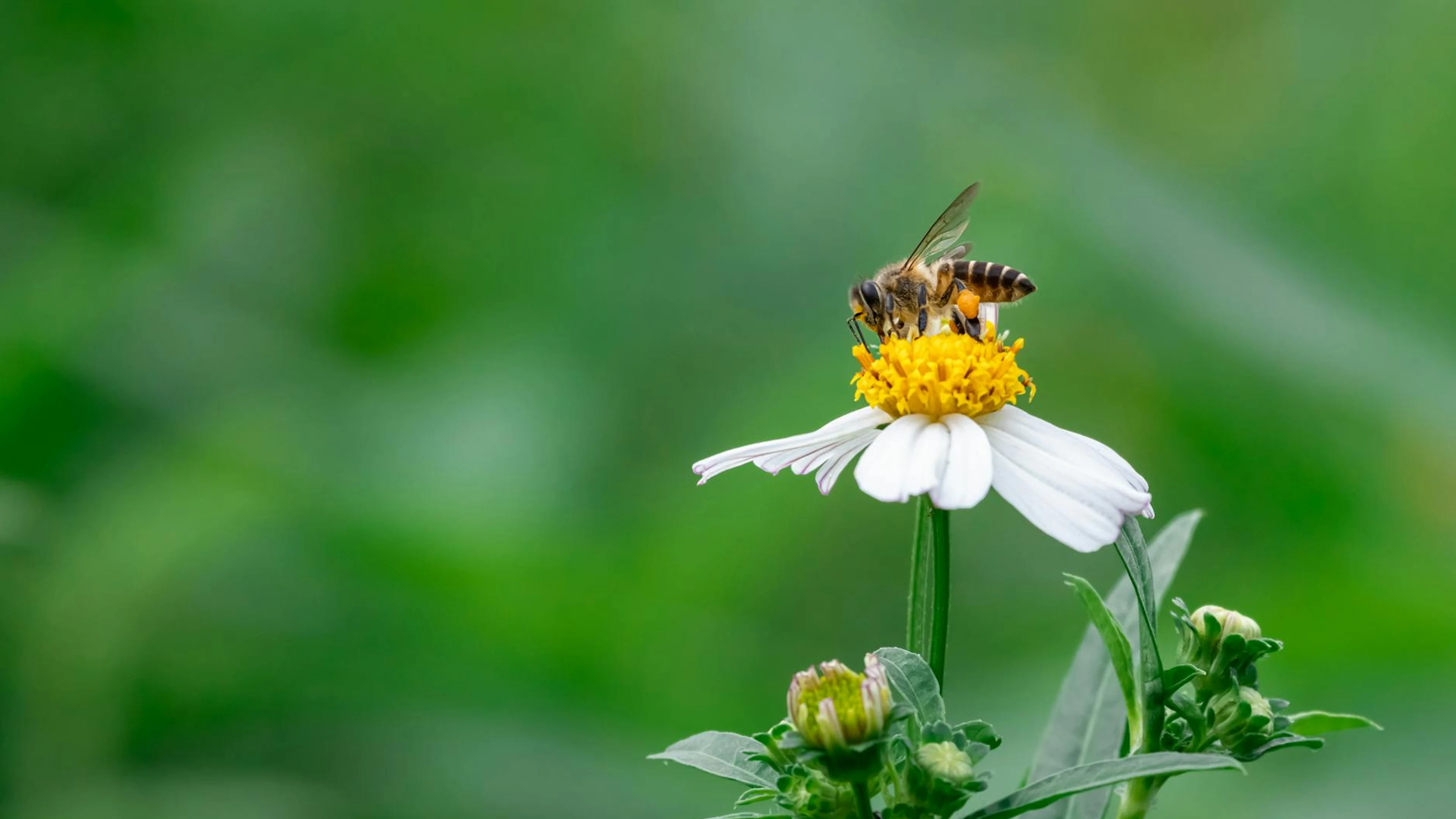 A close-up of a honey bee pollinating a white flower in Cheras, Malaysia, highli - free 4K Ultra HD macro wallpaper for desktop