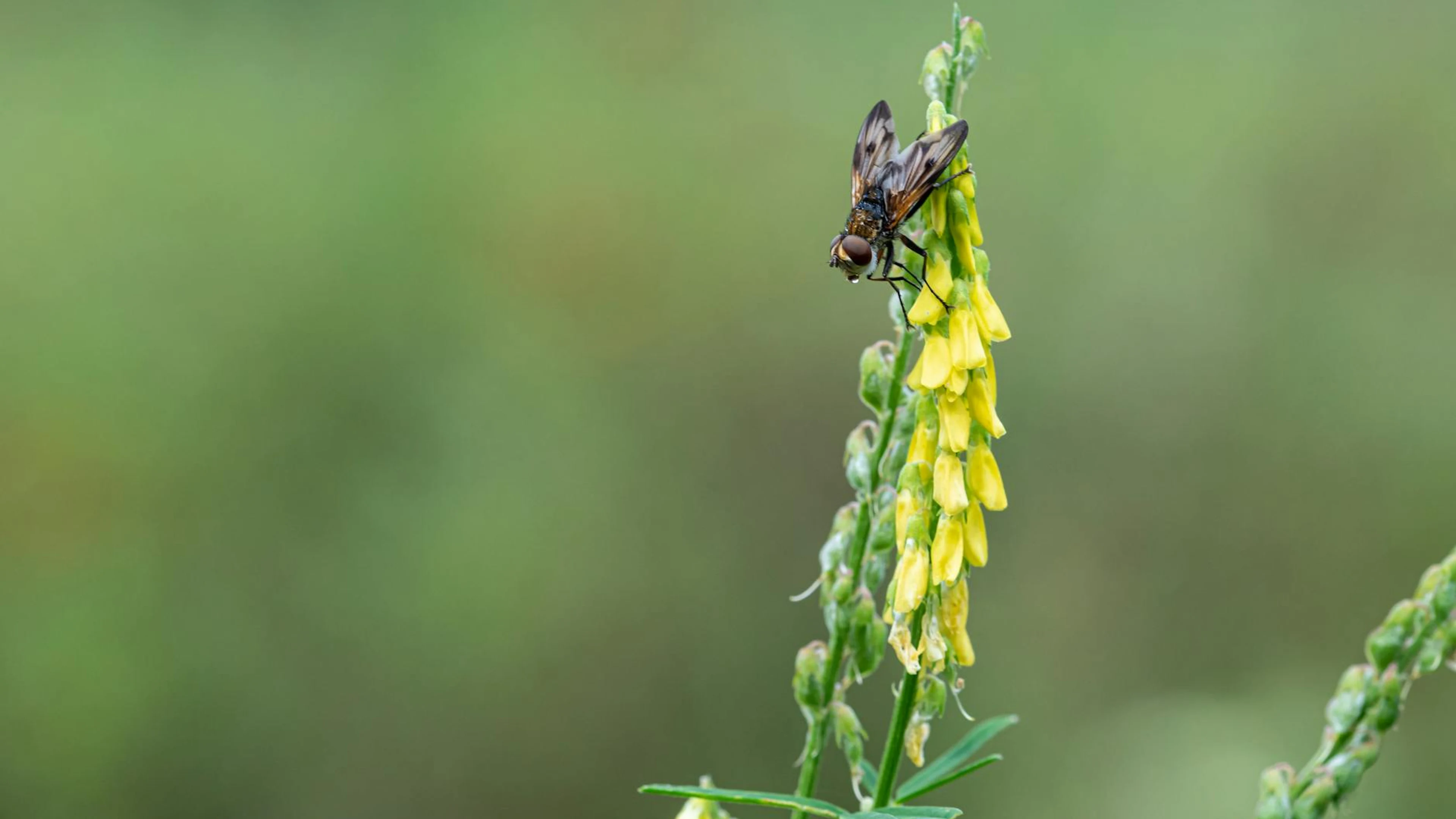 A detailed image of a fly perched on yellow wildflower buds with a blurred backg - free 4K Ultra HD macro wallpaper for desktop