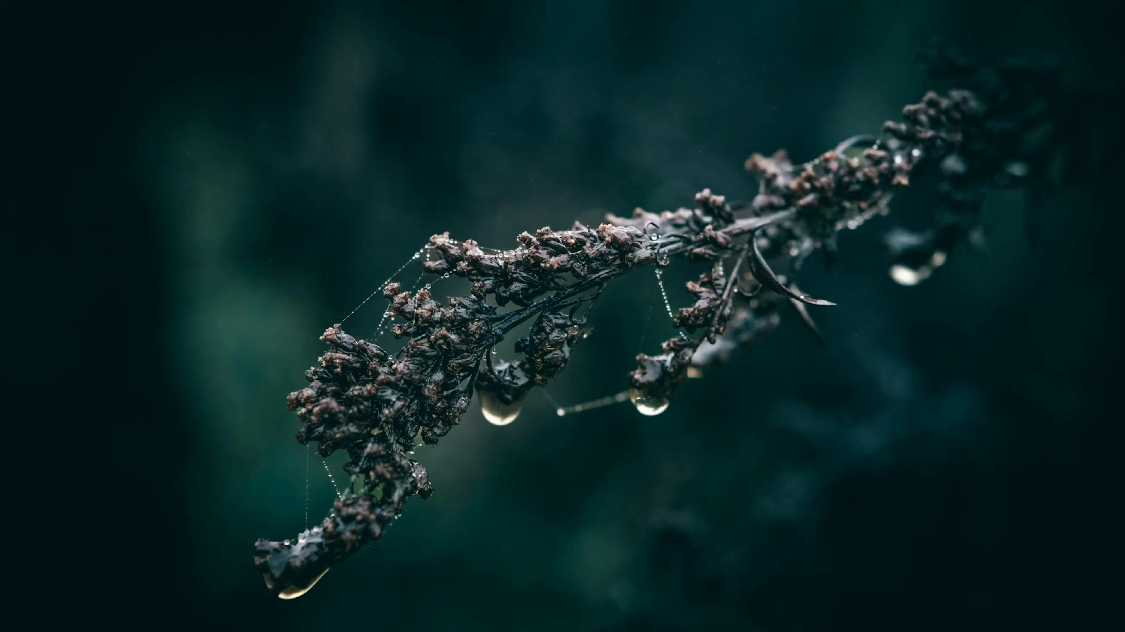 A detailed shot capturing droplets on a dry plant branch, highlighting nature's - free 4K Ultra HD macro wallpaper for desktop