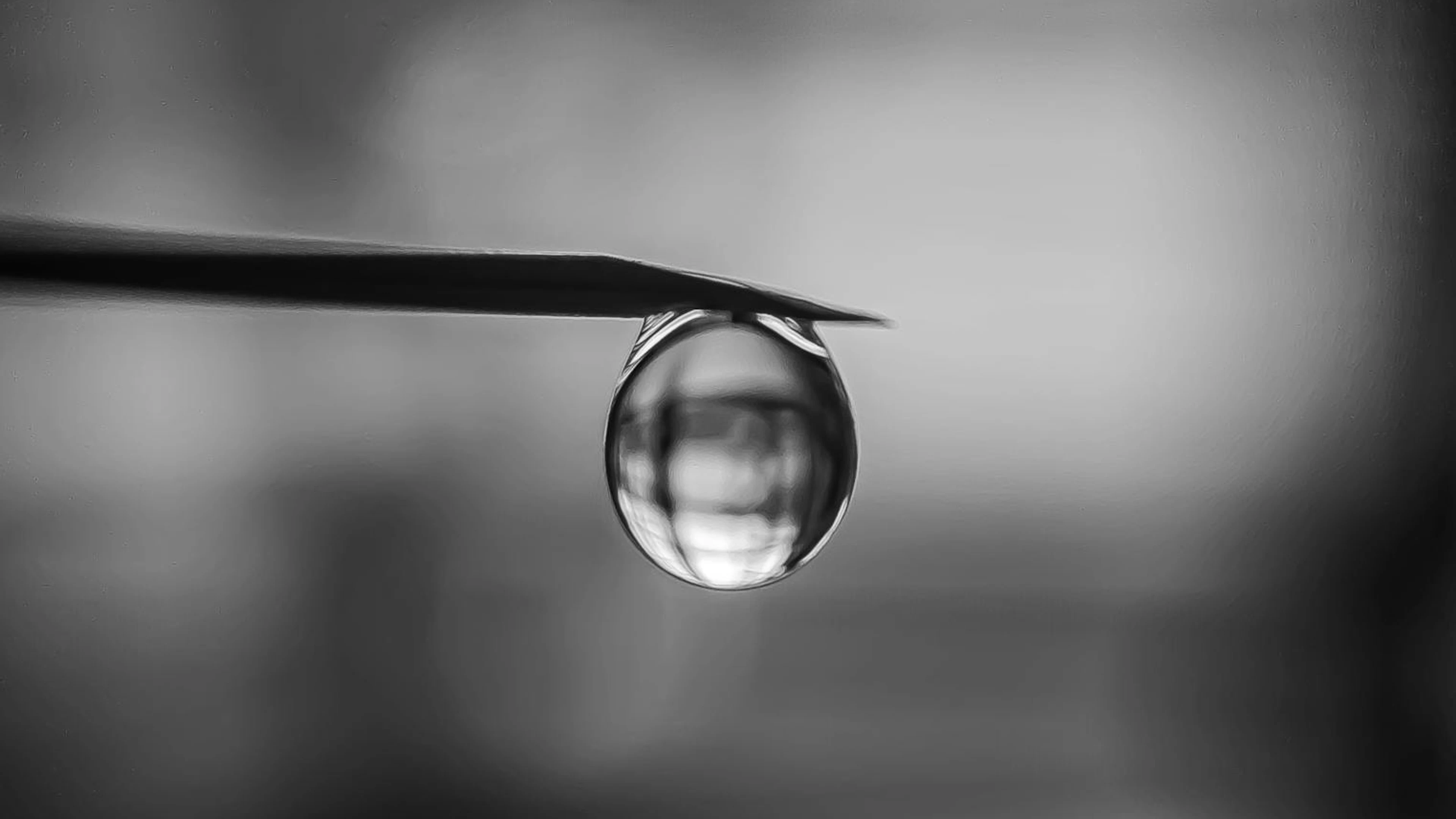 A monochrome macro shot of a water droplet delicately hanging from a blade in sh - free 4K Ultra HD macro wallpaper for desktop