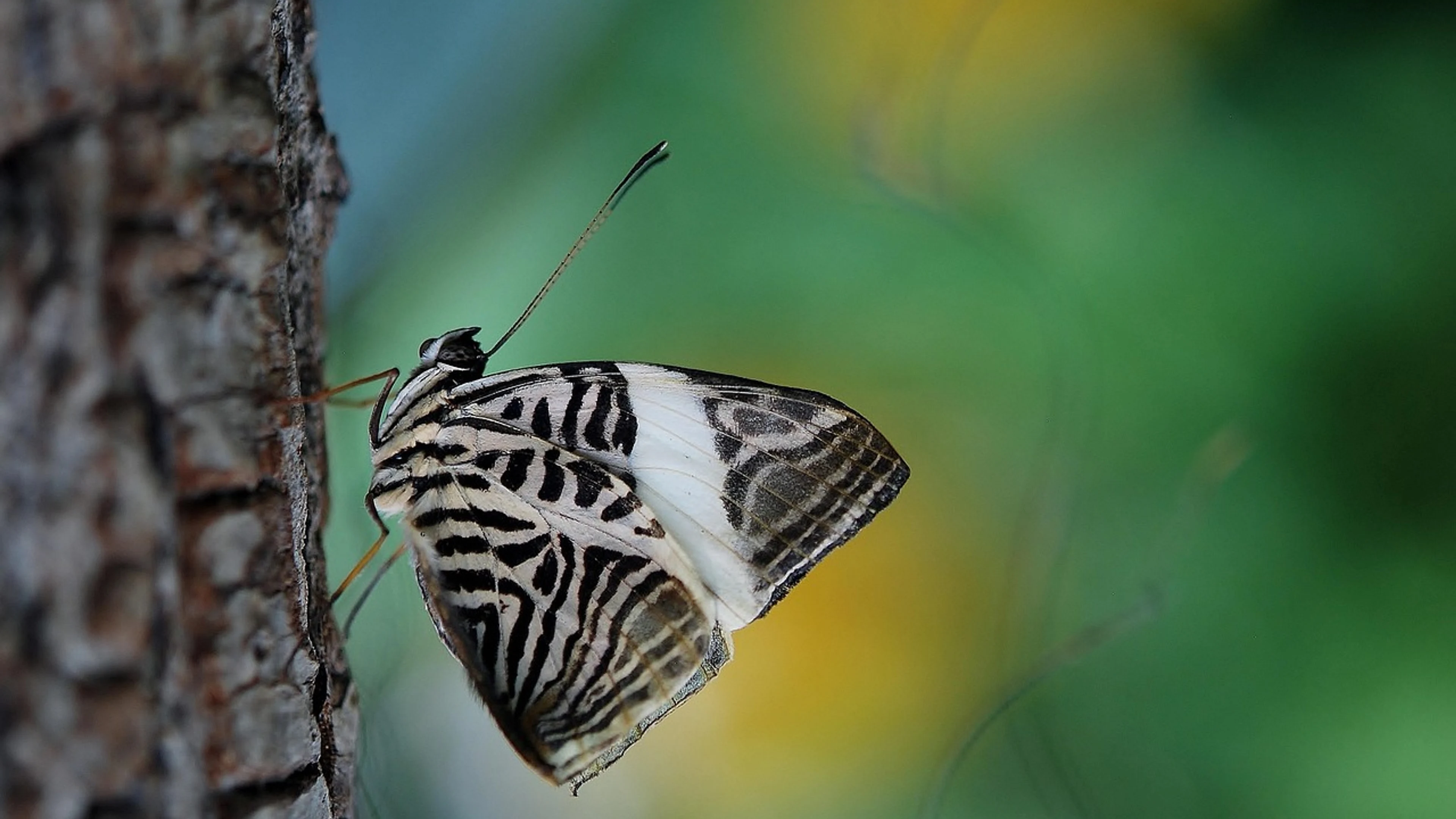 Butterfly insect animal - free 4K Ultra HD macro wallpaper for desktop