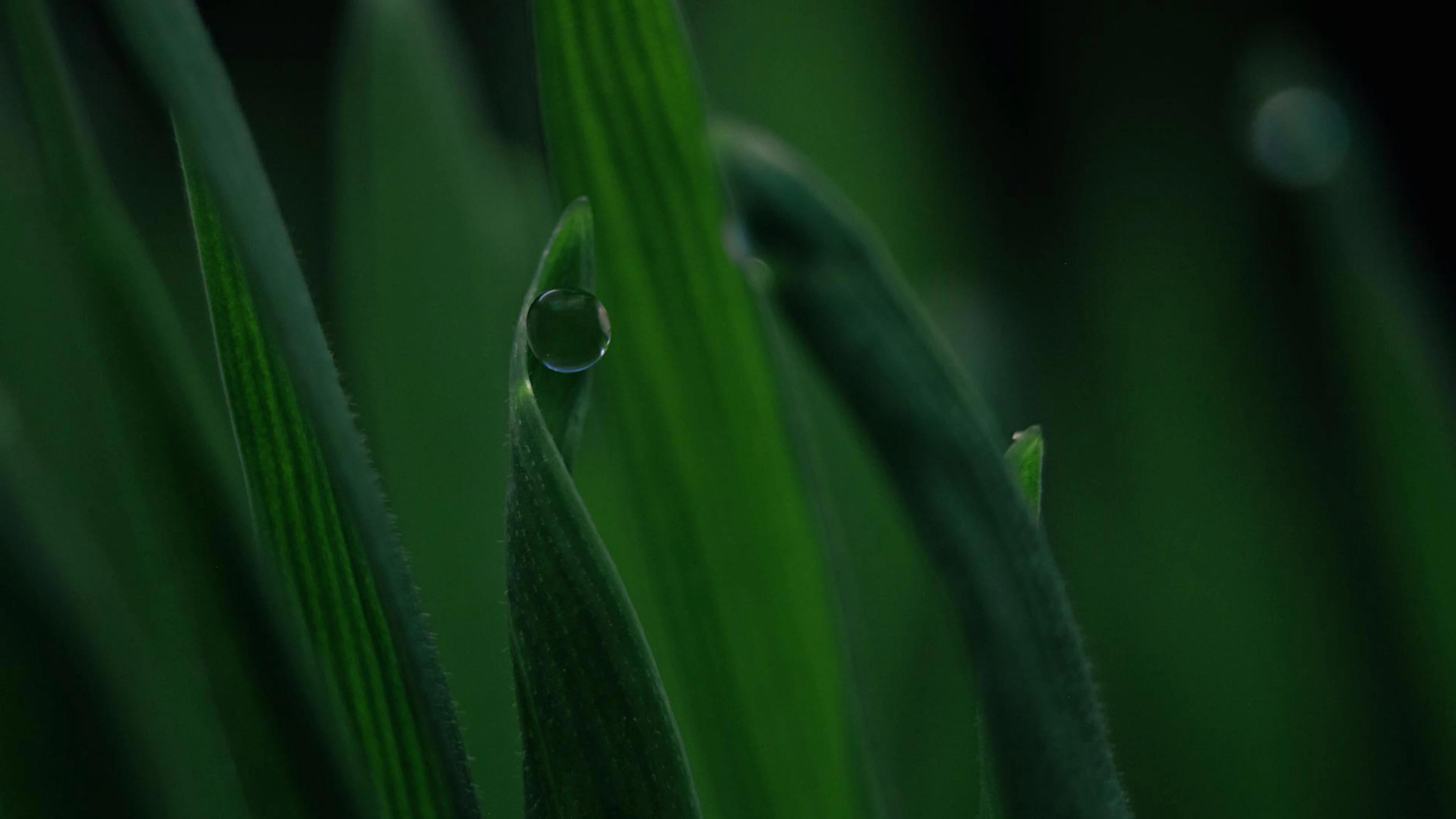 Close-up image capturing dewdrops on a vibrant green leaf with rich detail. - free 4K Ultra HD macro wallpaper for desktop