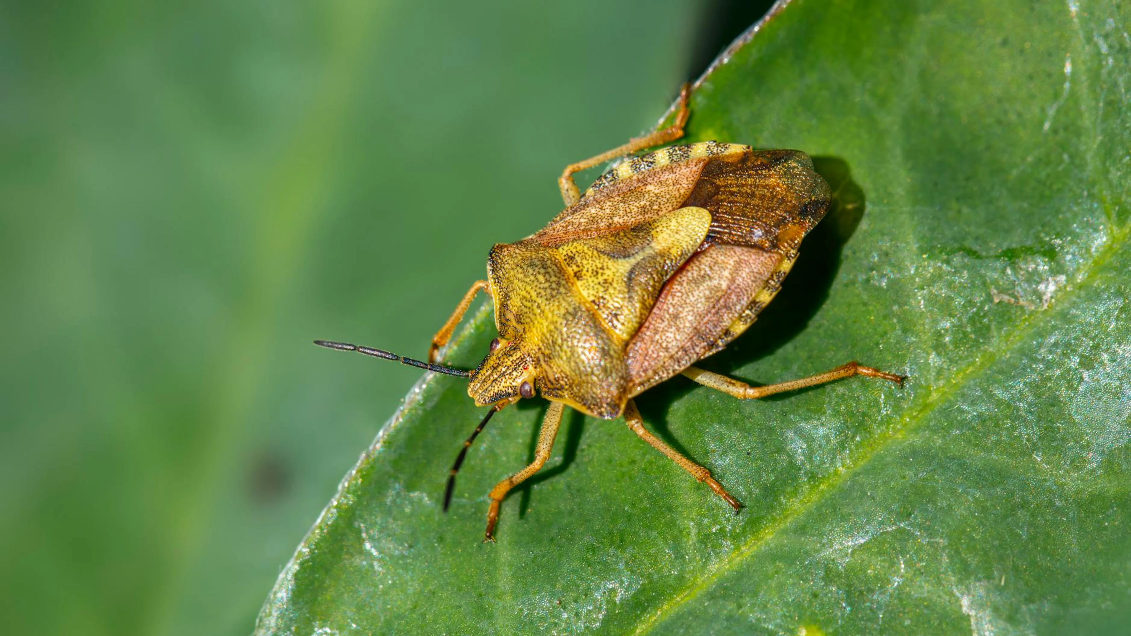 Close-up macro image of a shield bug resting on a green leaf, showcasing its det - free 4K Ultra HD macro wallpaper for desktop