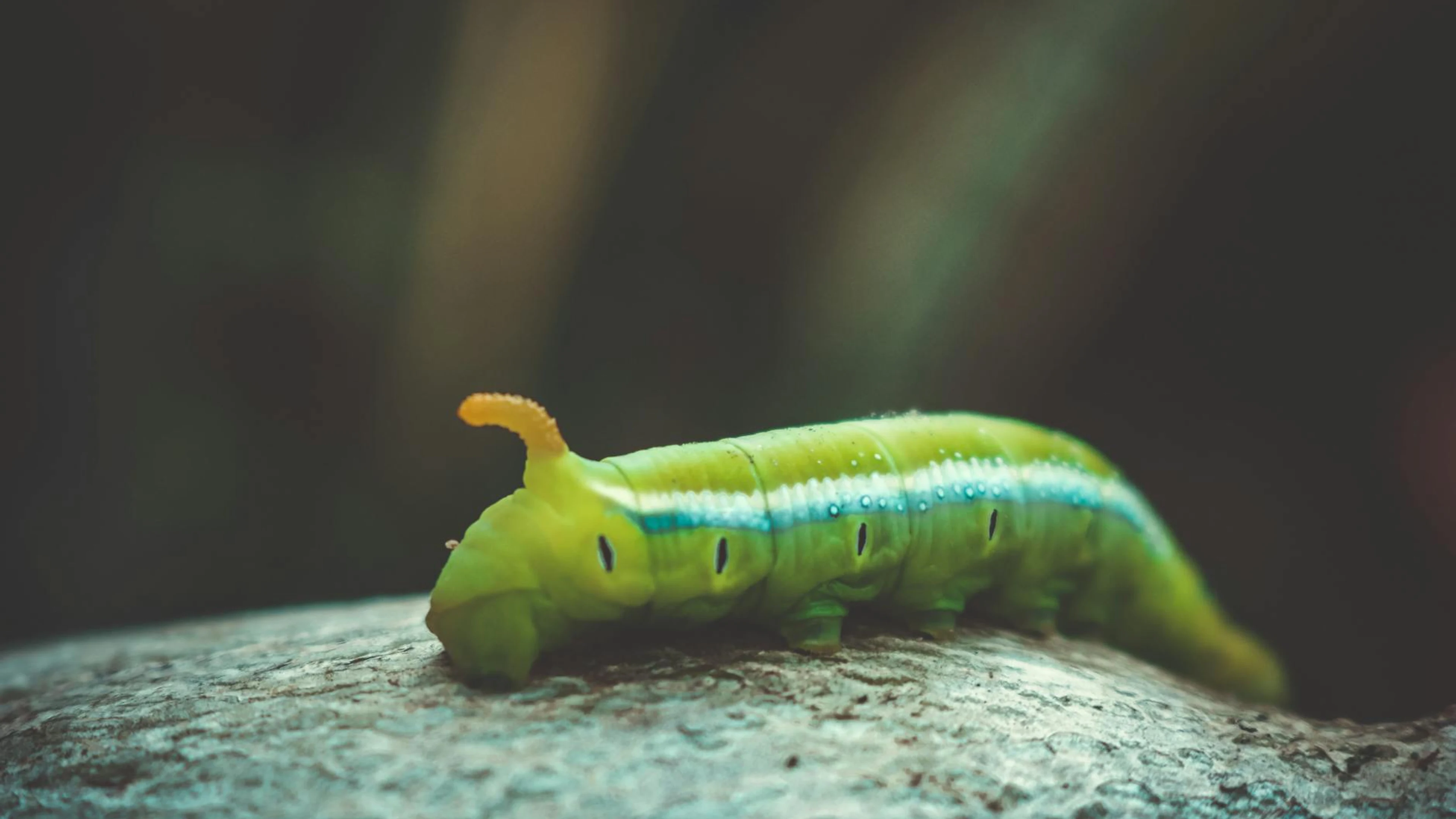 Close-up macro shot of a green caterpillar on a rock in Vietnam. - free 4K Ultra HD macro wallpaper for desktop