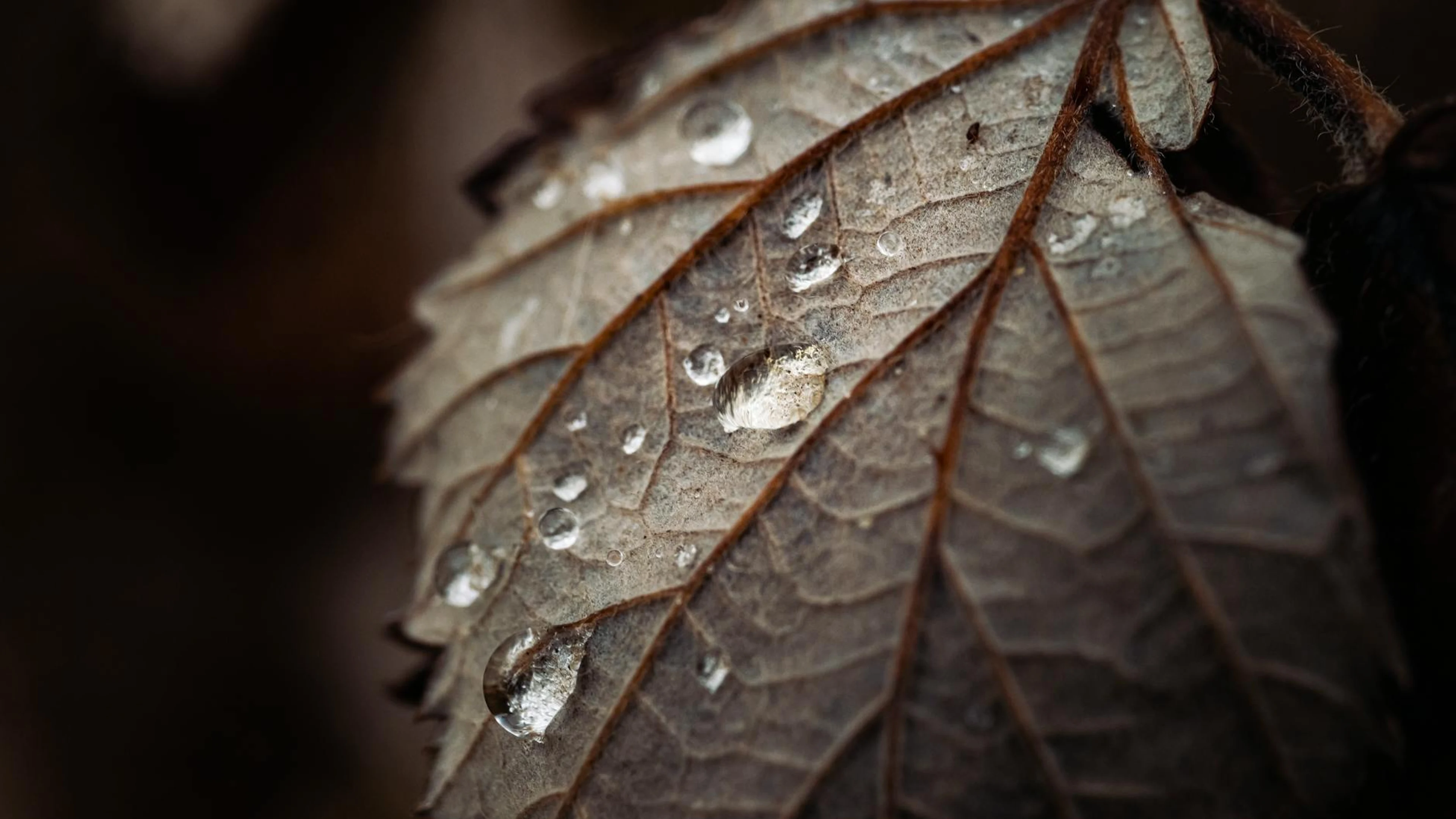 Close-up macro shot of dew drops on a brown leaf, showcasing texture and detail. - free 4K Ultra HD macro wallpaper for desktop