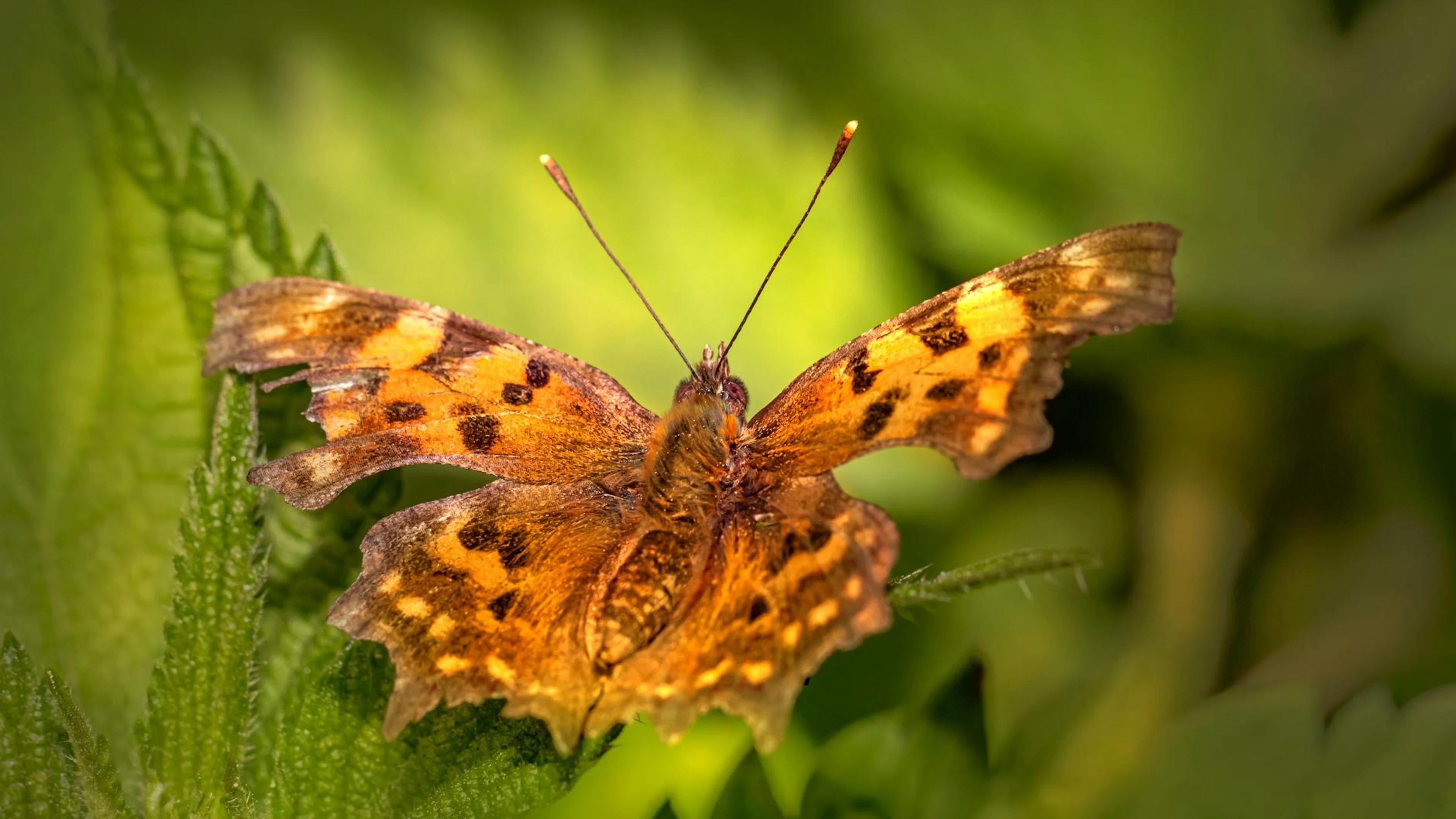 Close-up of a Polygonia c-album butterfly perched on a green leaf in natural lig - free 4K Ultra HD macro wallpaper for desktop