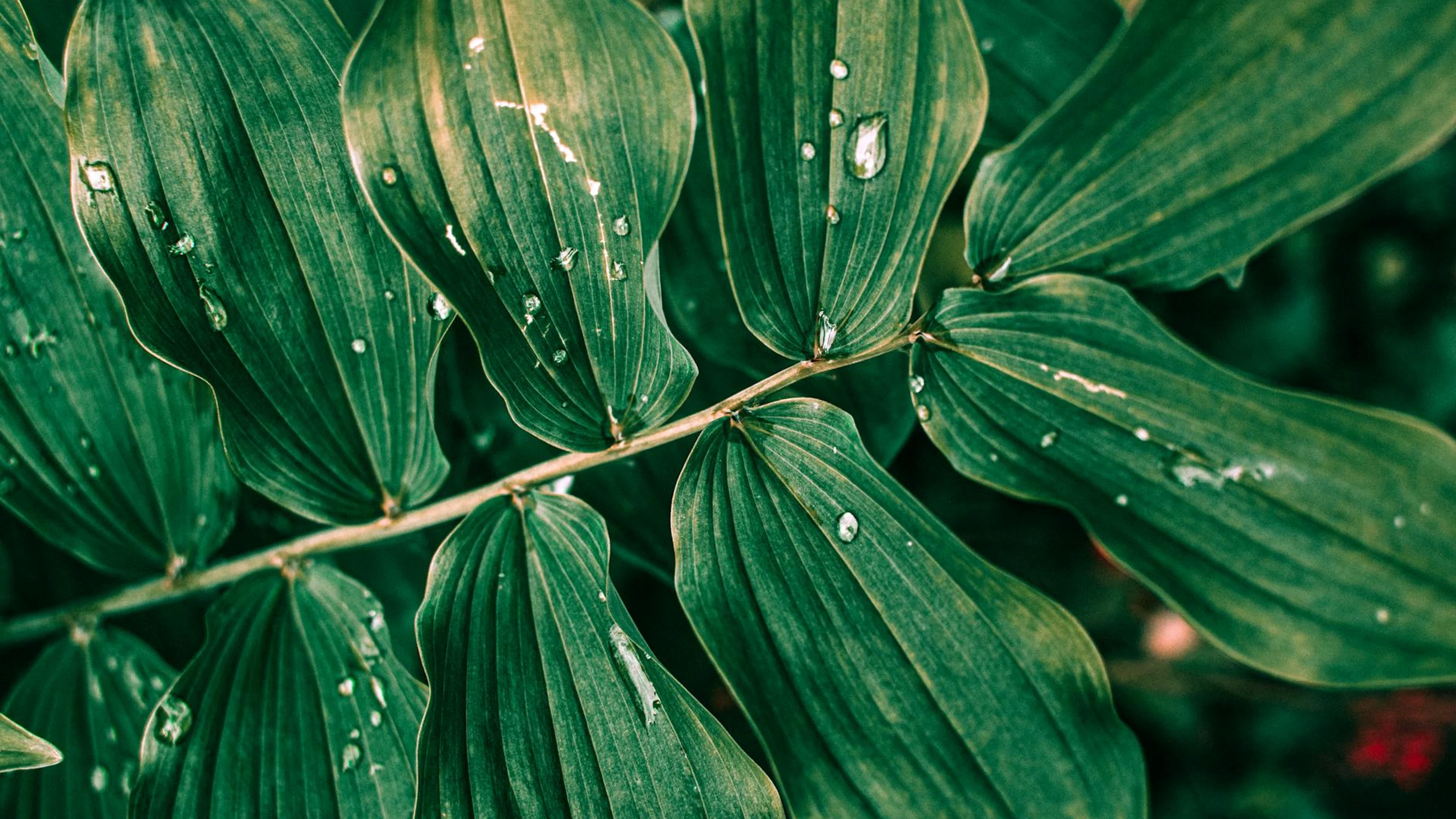 Close-up of vibrant green leaves with dewdrops, showcasing nature's freshness. - free 4K Ultra HD macro wallpaper for desktop