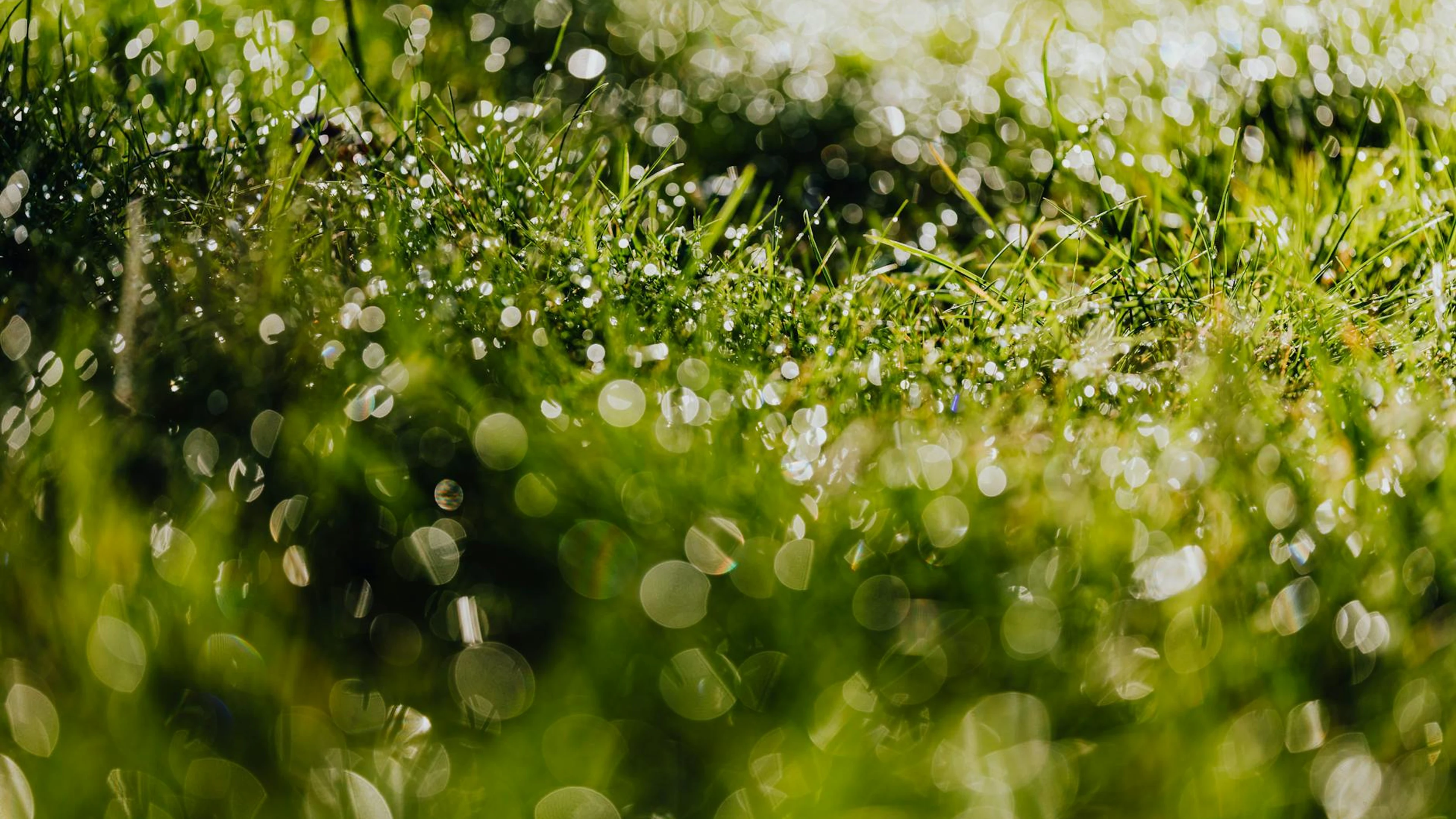 Close-up of wet grass with dew drops glistening in the morning sun. - free 4K Ultra HD macro wallpaper for desktop