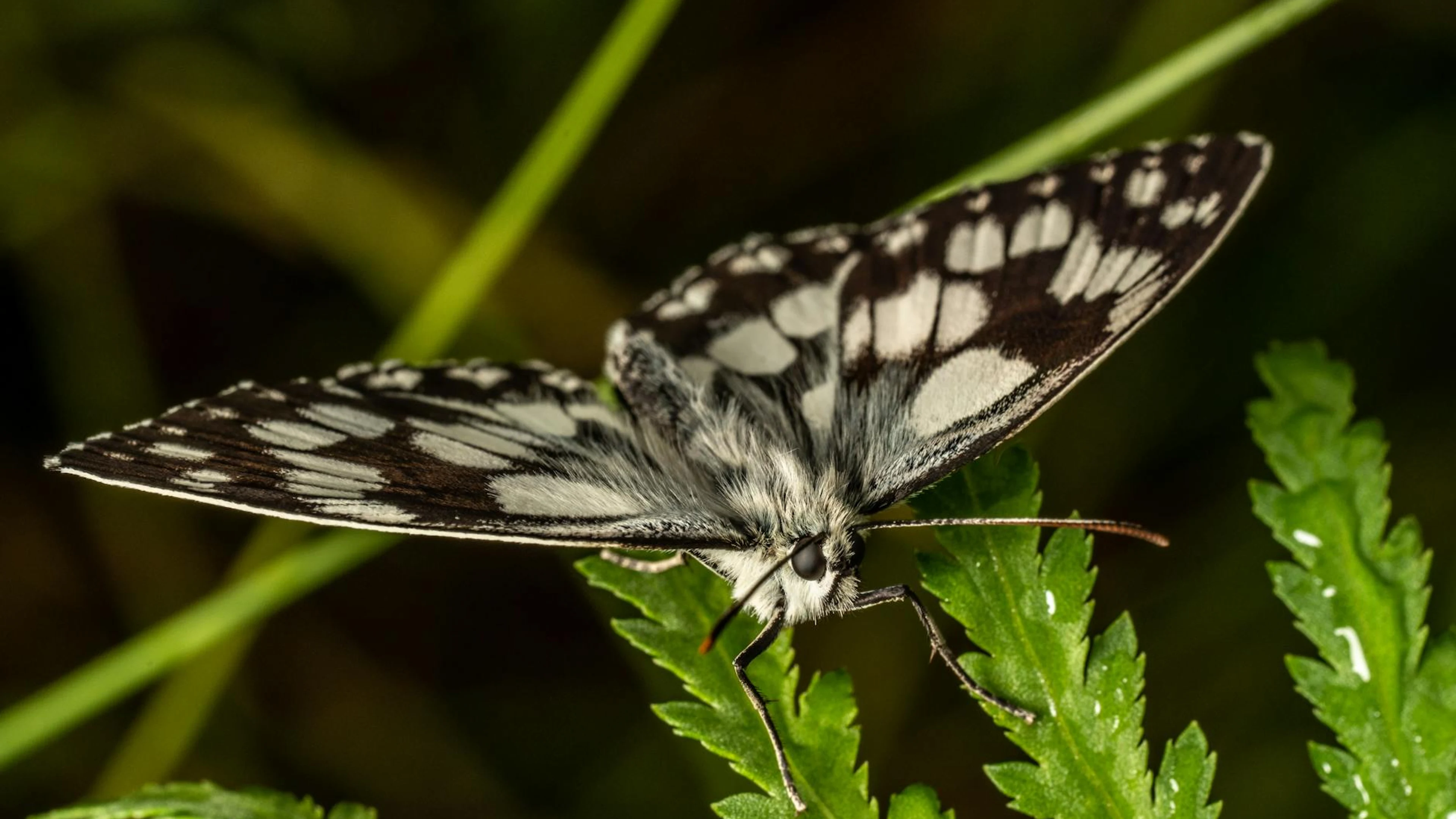 Close-up shot of a marbled white butterfly perched on vibrant green leaves showc - free 4K Ultra HD macro wallpaper for desktop
