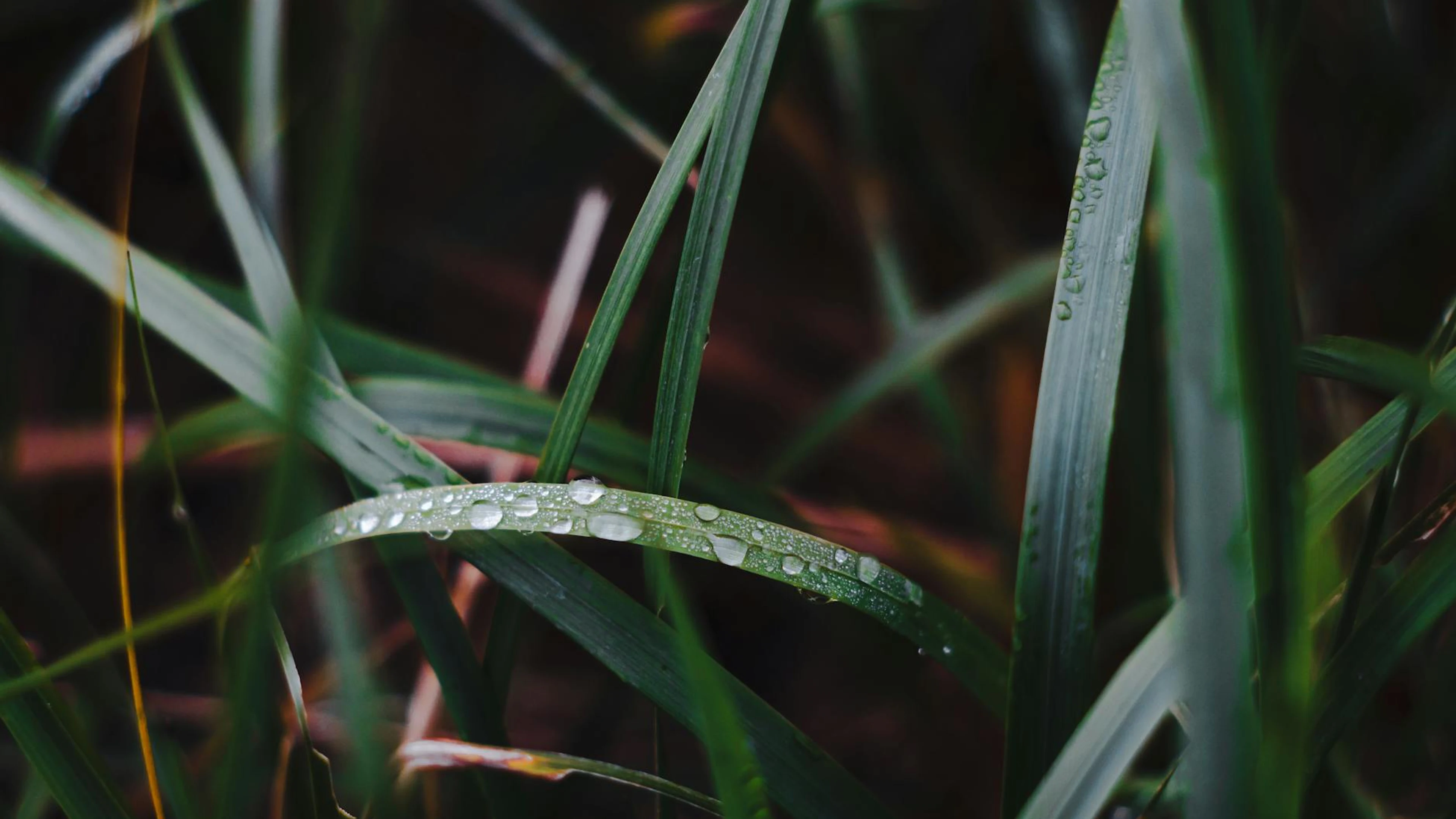 Close-up shot of fresh dew droplets on green grass leaves, capturing nature's be - free 4K Ultra HD macro wallpaper for desktop