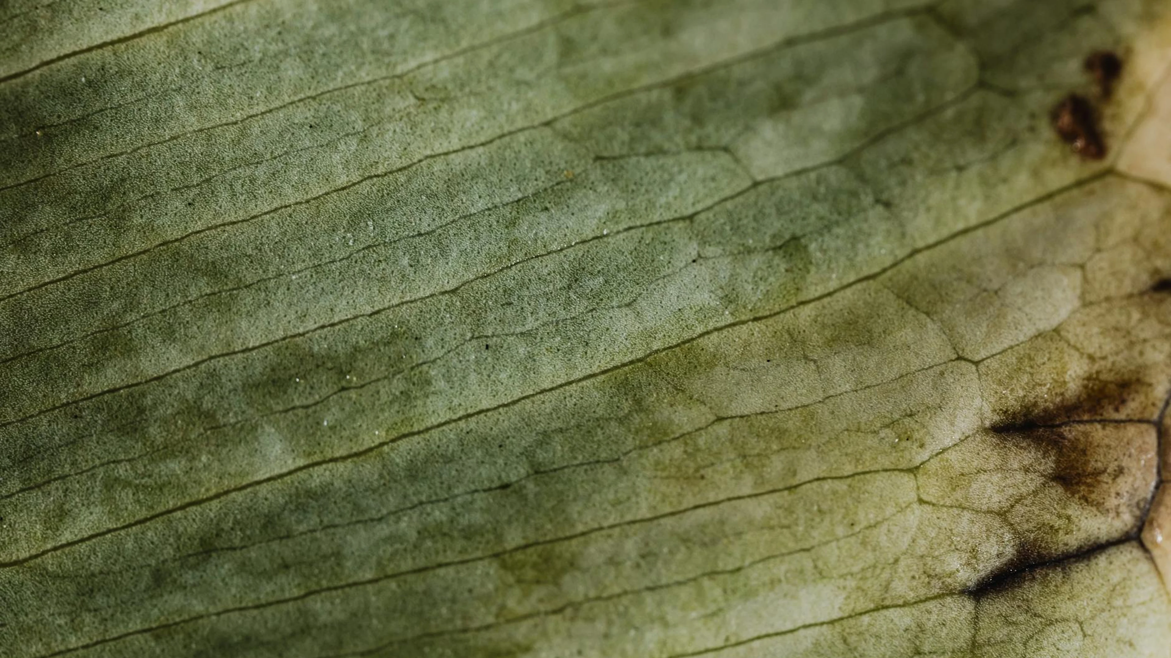 Closeup of a leaf highlighting intricate textures and vein patterns. - free 4K Ultra HD macro wallpaper for desktop