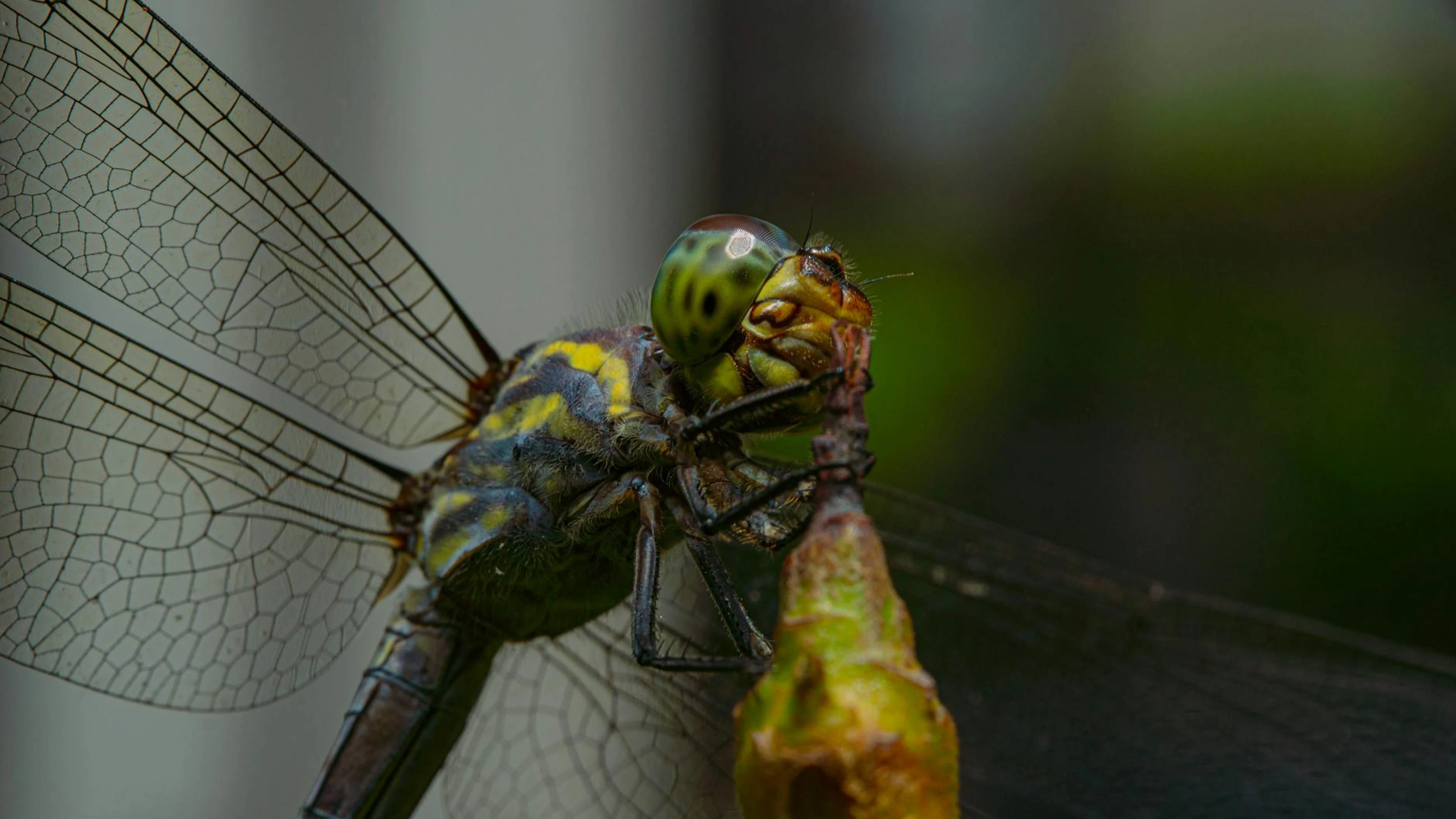 Detailed close-up of a dragonfly showcasing its intricate wings and vibrant colo - free 4K Ultra HD macro wallpaper for desktop
