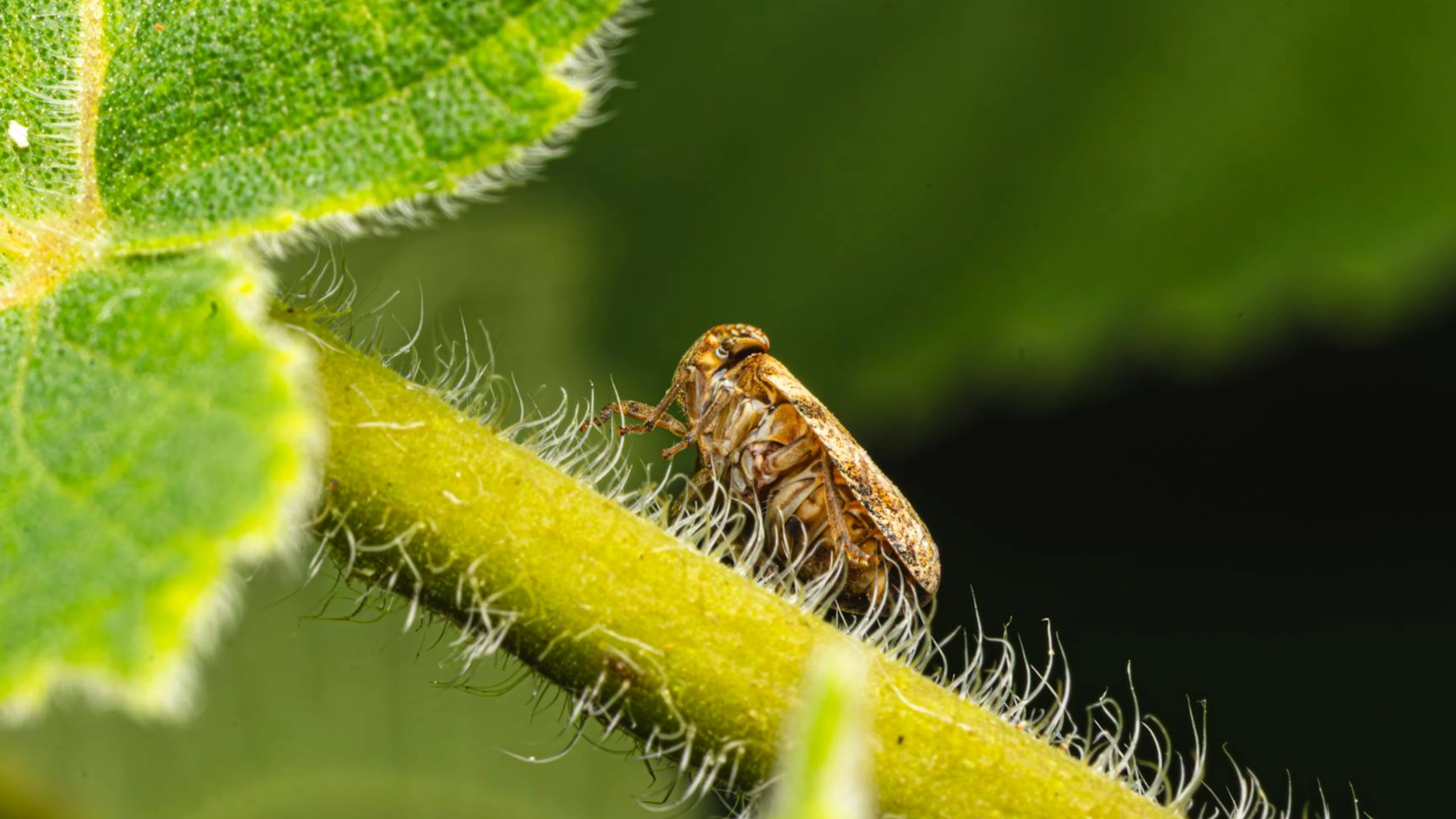 Detailed macro image of a leafhopper sitting on a green leaf stem. - free 4K Ultra HD macro wallpaper for desktop