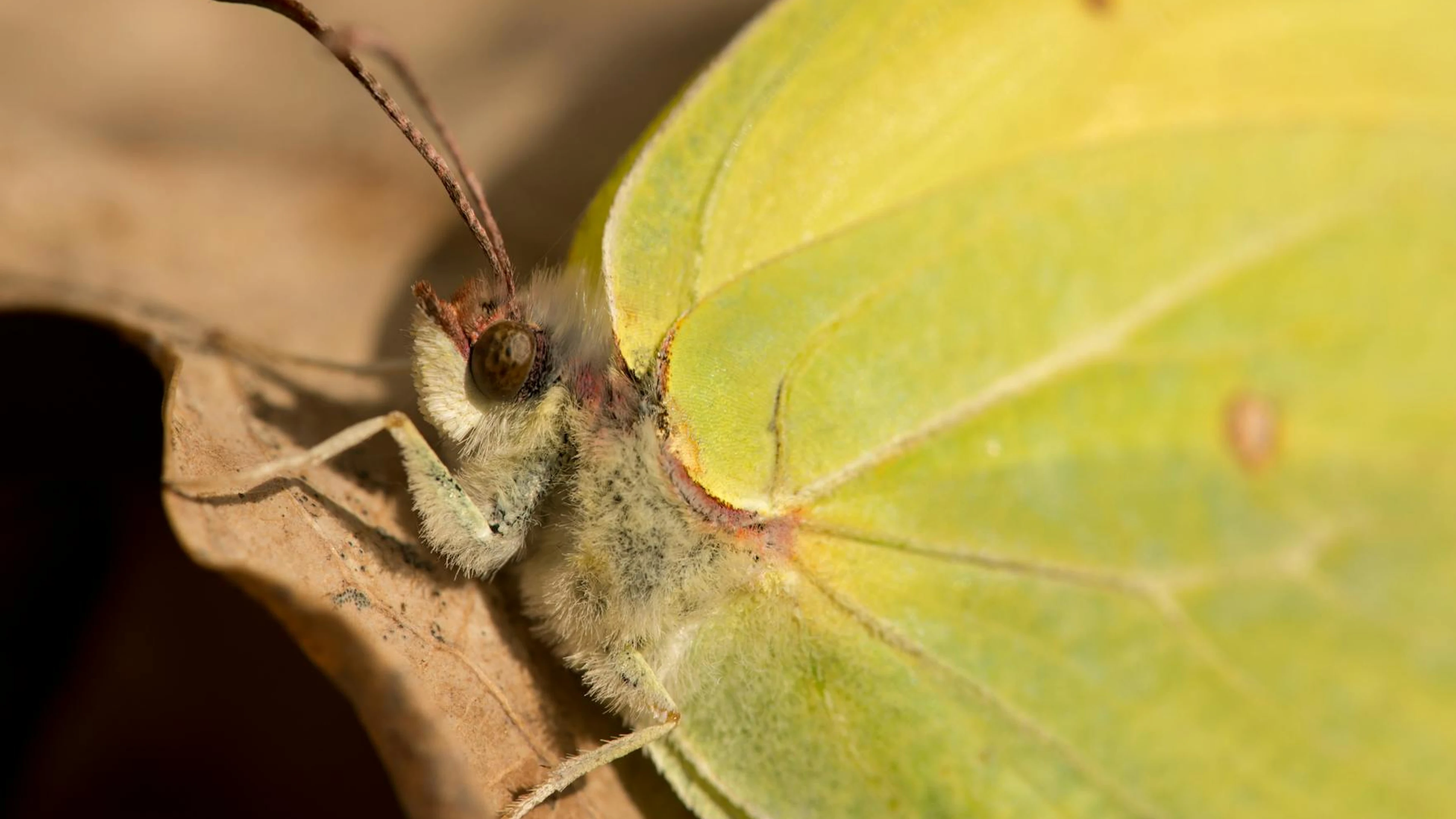 Detailed macro shot of a common brimstone butterfly (Gonepteryx rhamni) resting - free 4K Ultra HD macro wallpaper for desktop