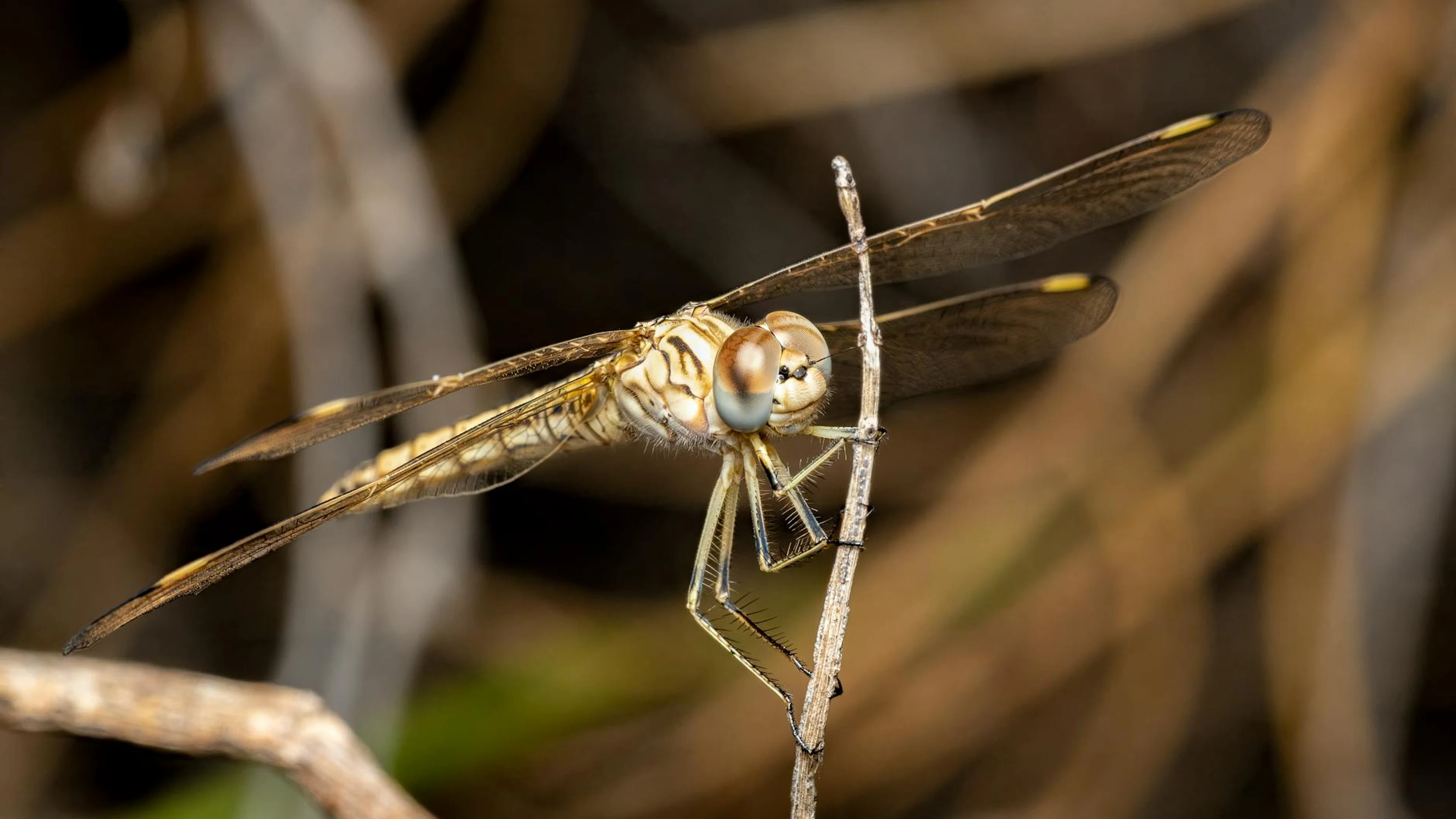 Detailed macro shot of a dragonfly resting on a branch, showcasing its compound - free 4K Ultra HD macro wallpaper for desktop