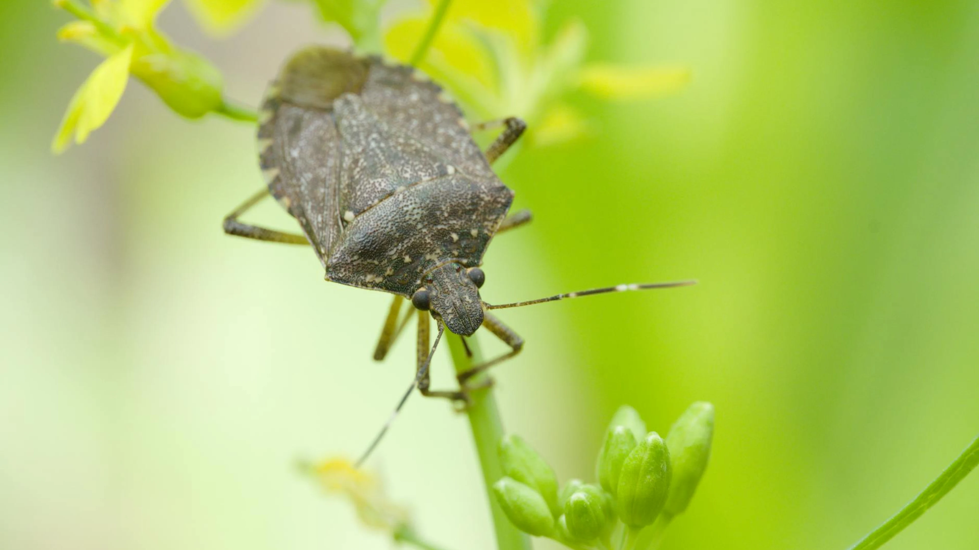 Detailed macro shot of a stink bug resting on a vibrant green plant in Itanagar - free 4K Ultra HD macro wallpaper for desktop