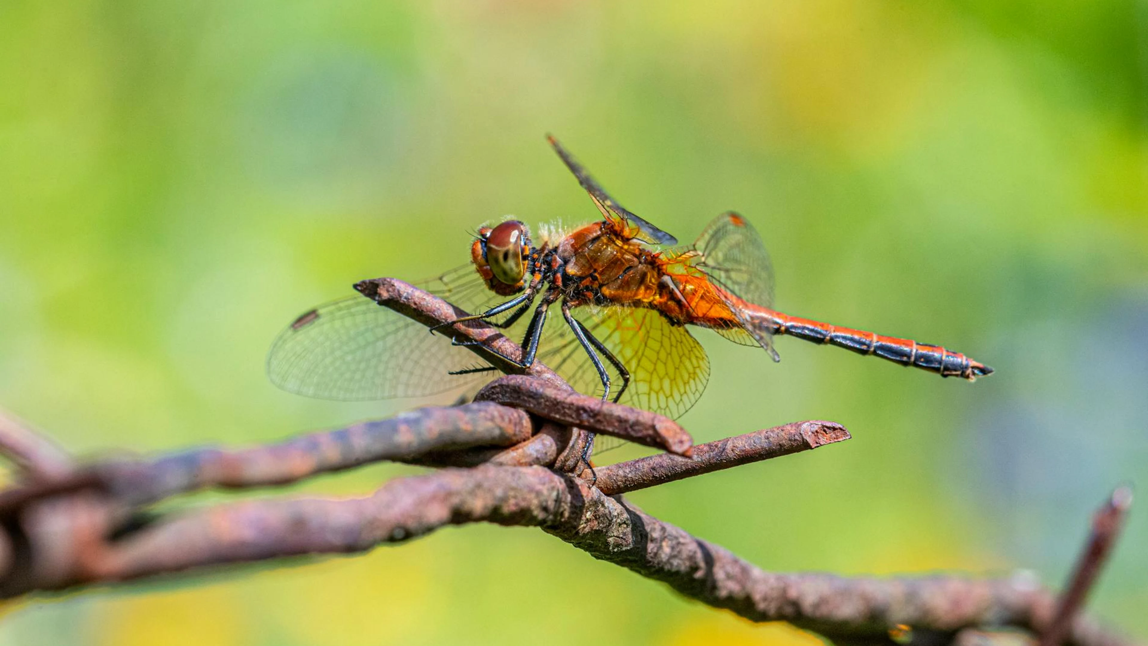Detailed macro shot of a yellow-winged darter dragonfly perched on a branch agai - free 4K Ultra HD macro wallpaper for desktop