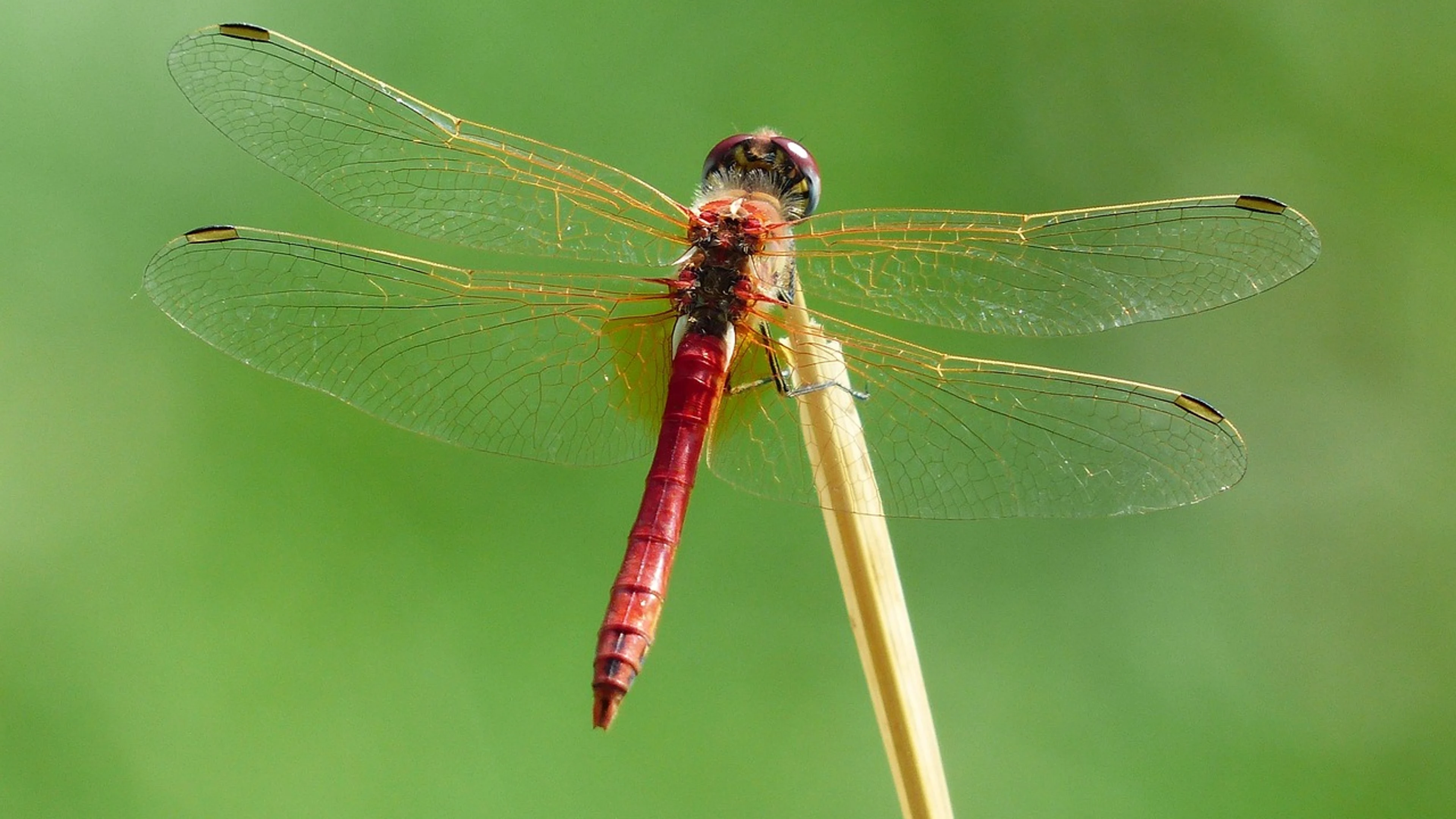 Dragonfly insect macro - free 4K Ultra HD macro wallpaper for desktop