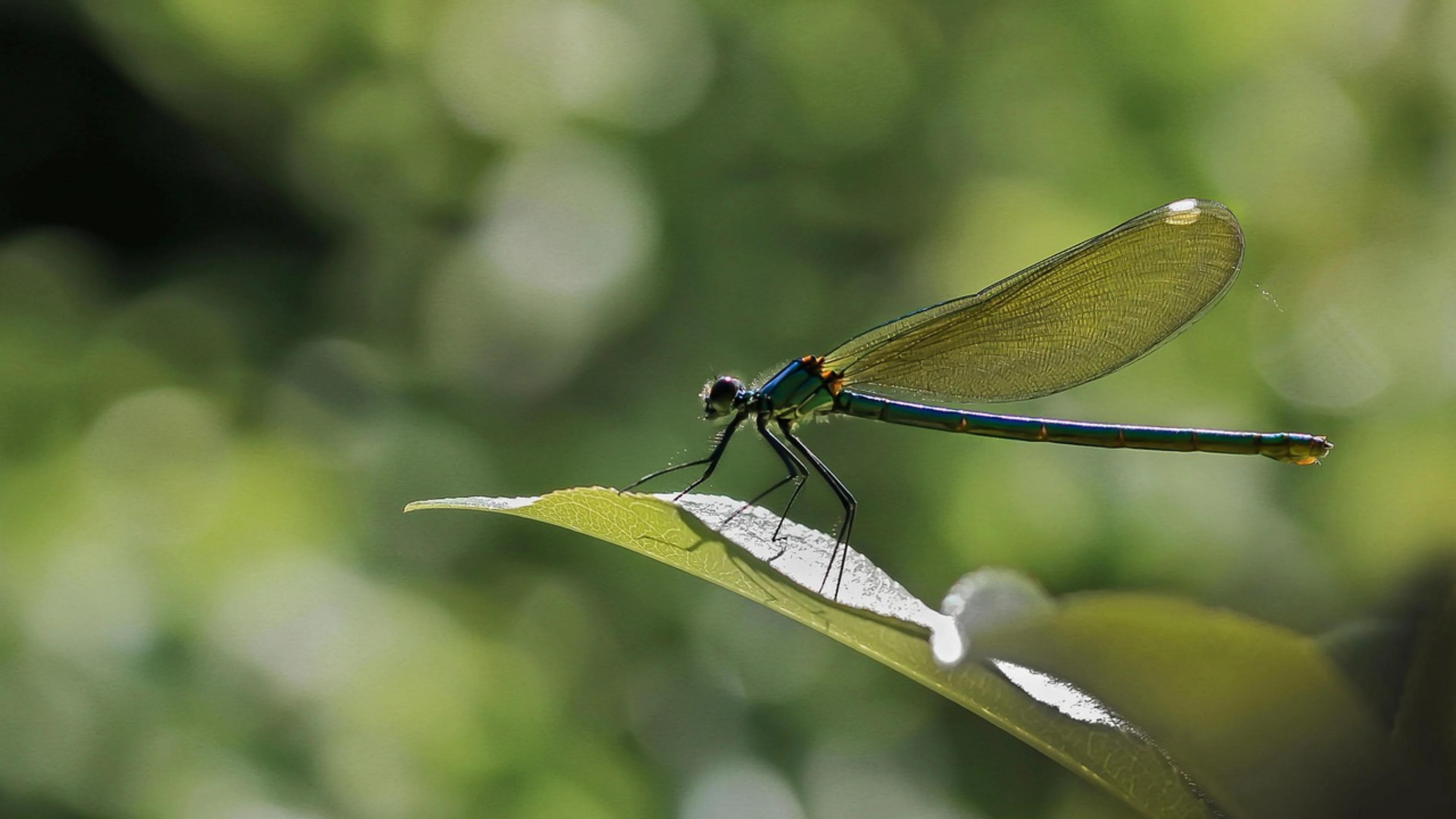 Dragonfly insect macro - free 4K Ultra HD macro wallpaper for desktop