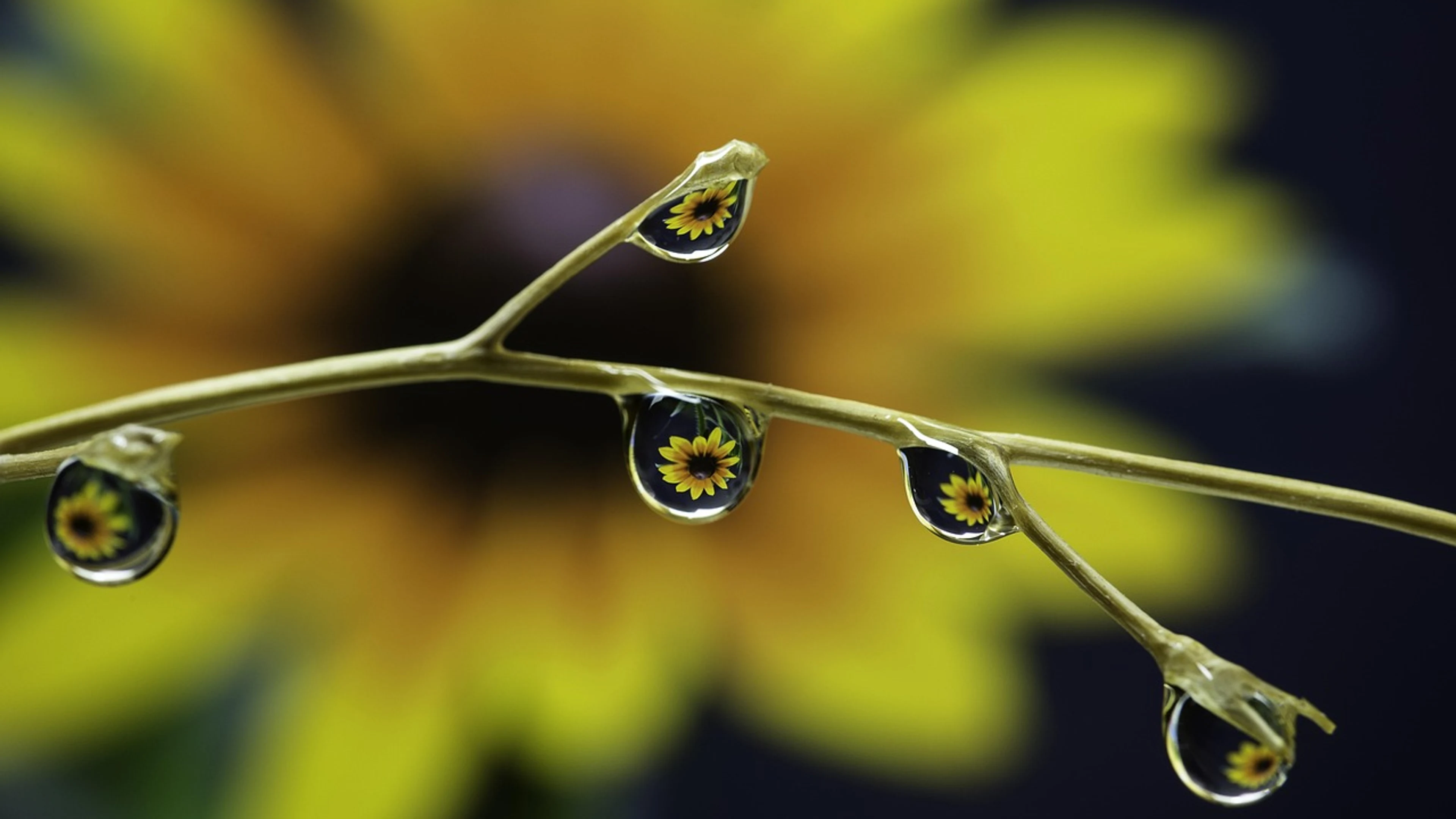 Droplets reflection flower - free 4K Ultra HD macro wallpaper for desktop
