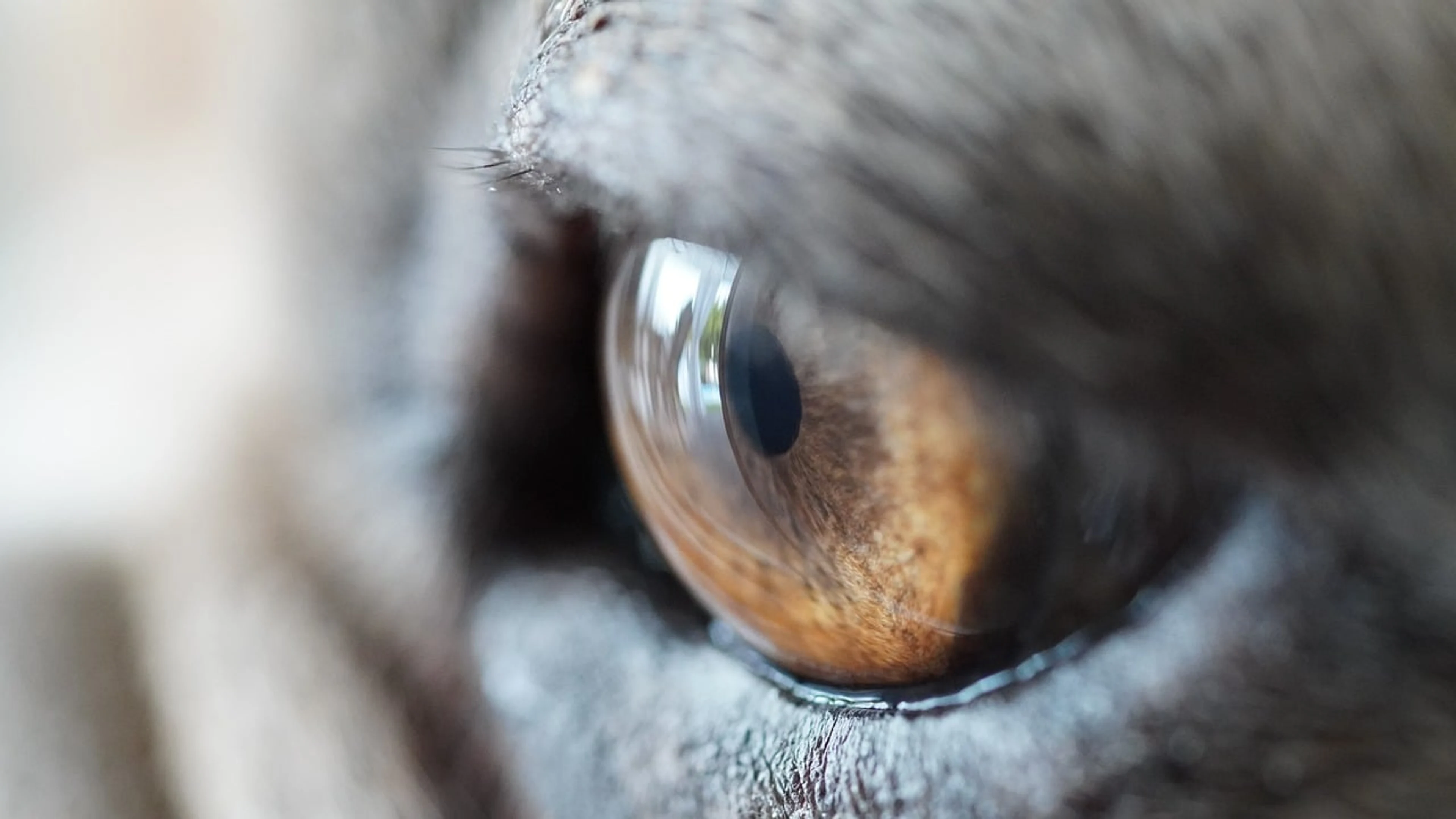Eye dogs iris - free 4K Ultra HD macro wallpaper for desktop