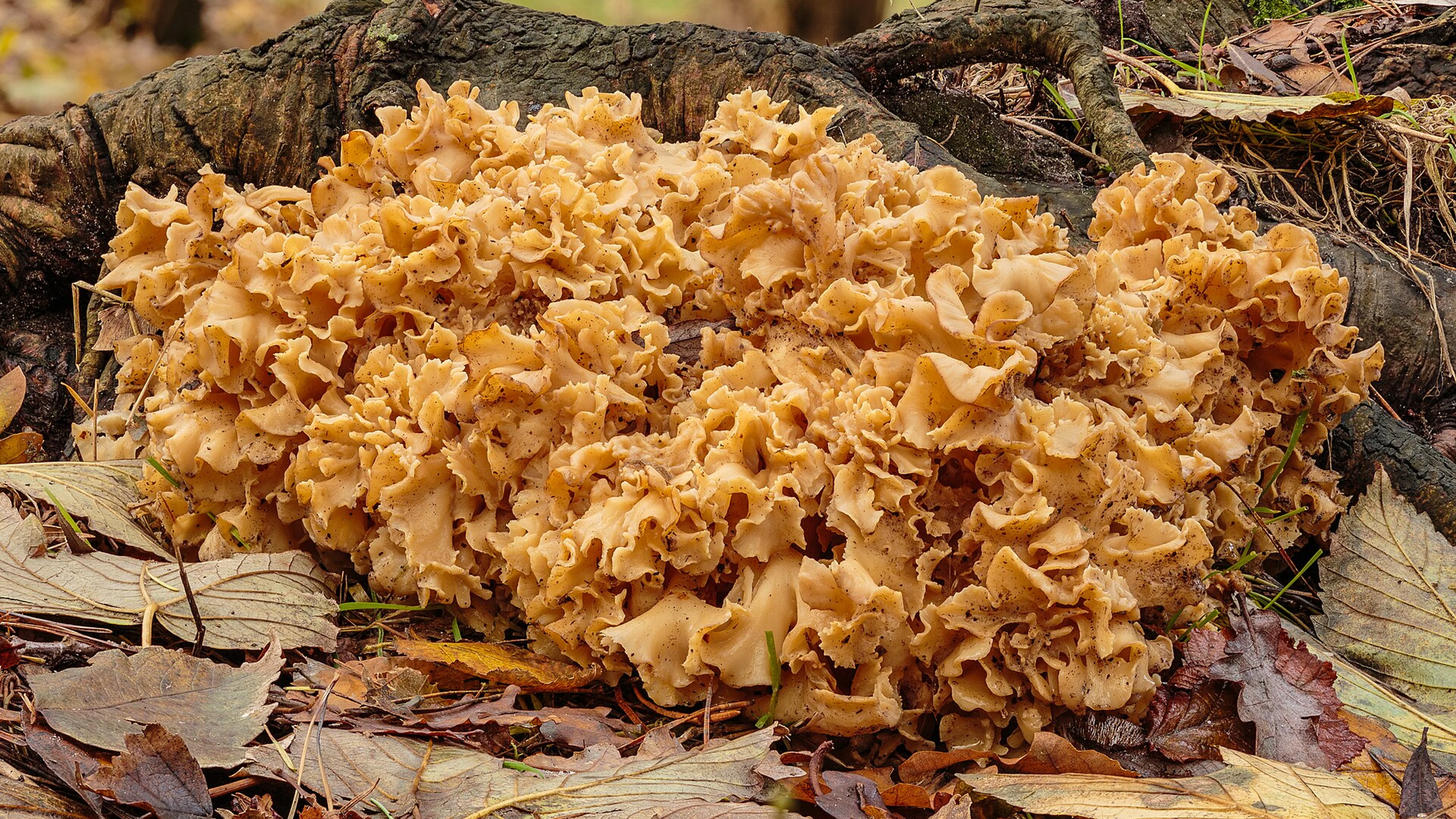 Grote sponszwam (Sparassis crispa). 09 11 2023. (d.j.b) - free 4K Ultra HD macro wallpaper for desktop