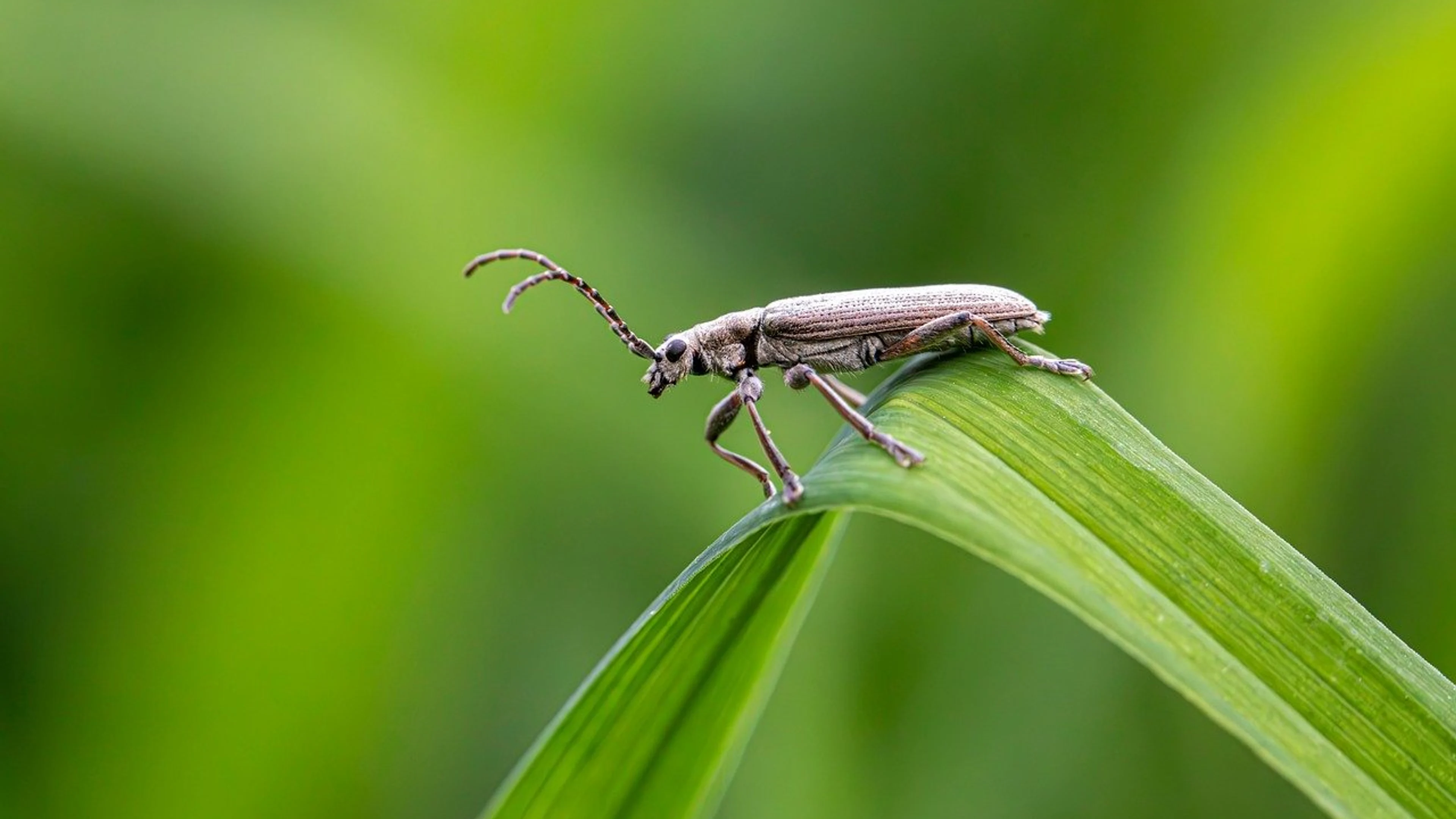 Insects aquatic beetles beetle behavior - free 4K Ultra HD macro wallpaper for desktop
