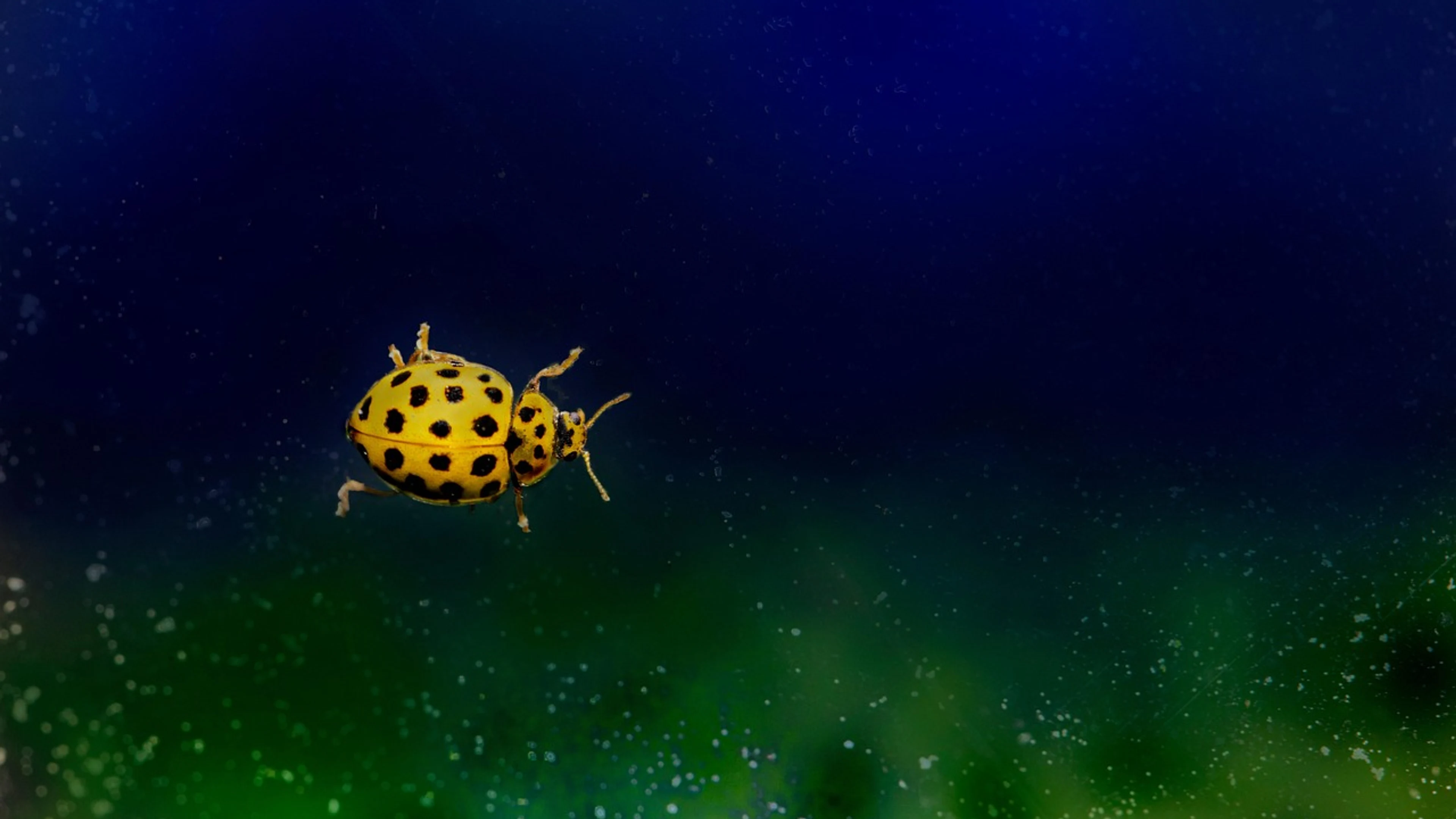 Ladybug 22 spotted ladybug insect - free 4K Ultra HD macro wallpaper for desktop