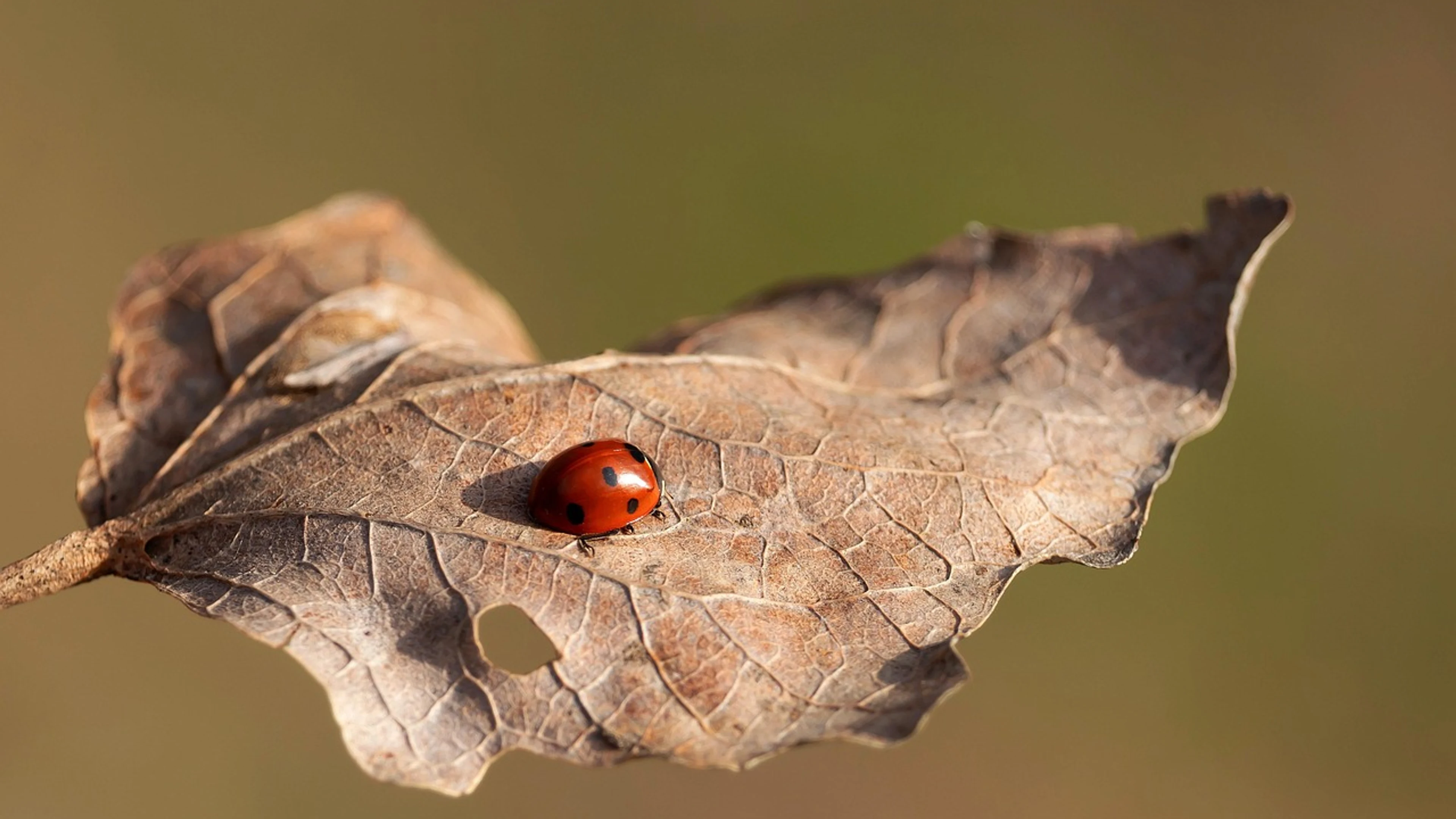 Ladybug free wallpaper insect - free 4K Ultra HD macro wallpaper for desktop
