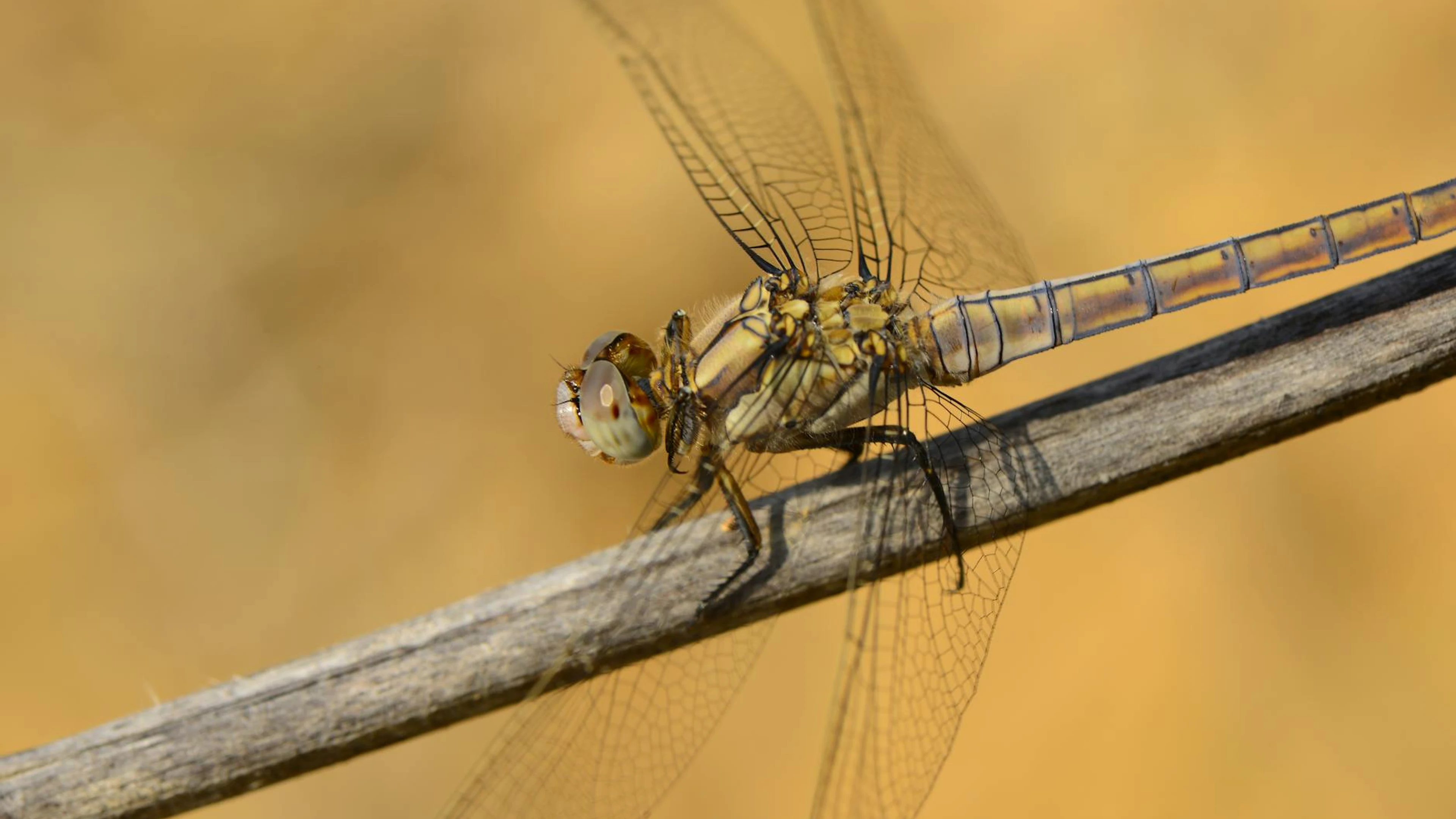 Macro shot of a dragonfly resting on a twig, showcasing intricate wings and natu - free 4K Ultra HD macro wallpaper for desktop