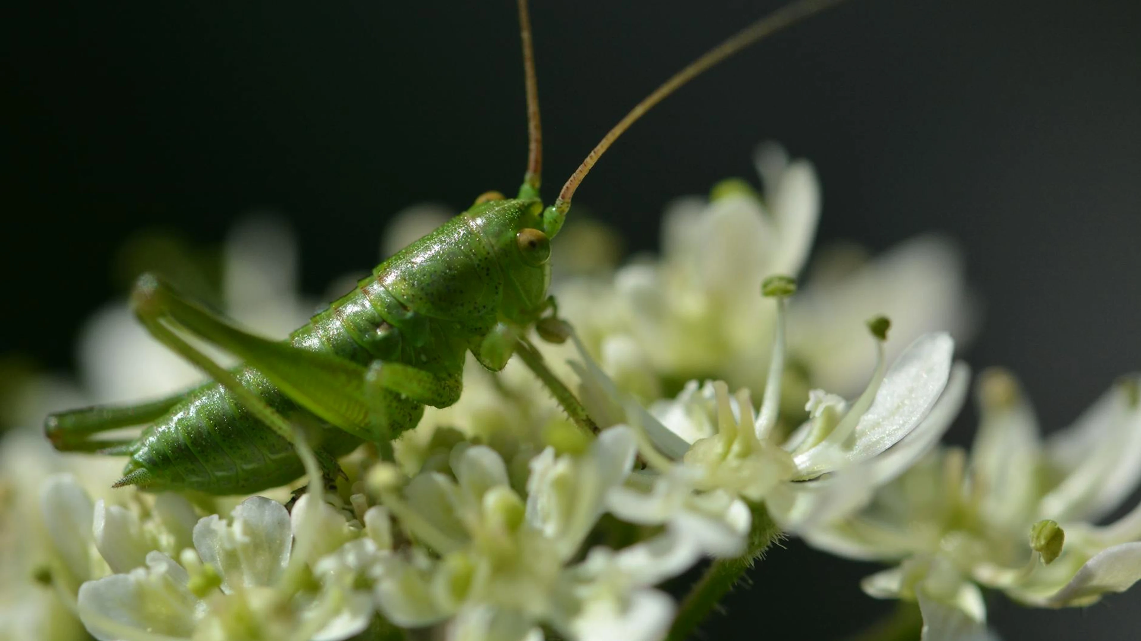 Macro shot of a green grasshopper perched on delicate white hemlock flowers in a - free 4K Ultra HD macro wallpaper for desktop