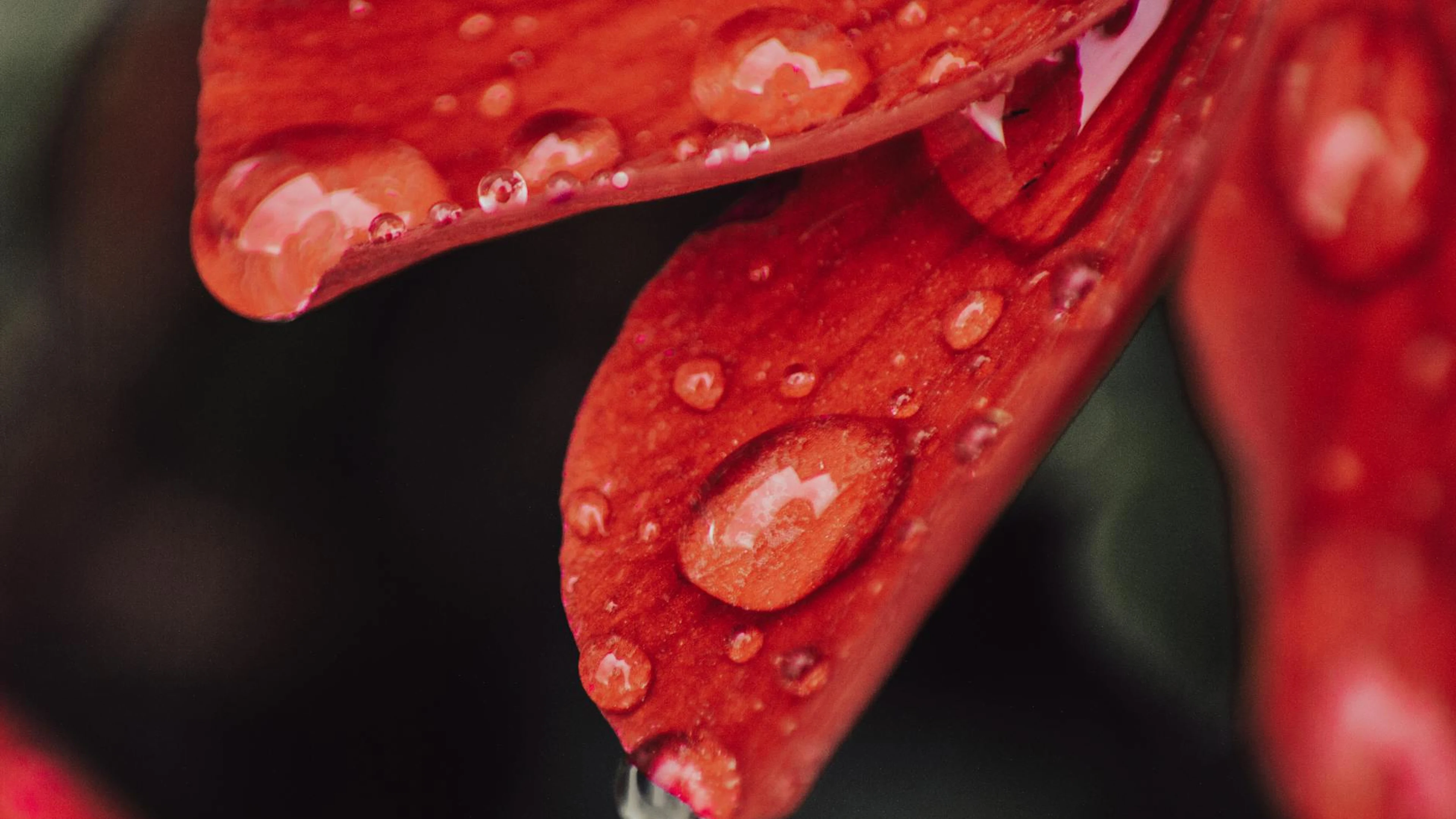 Macro shot of a red petal featuring glistening water droplets after rain, showca - free 4K Ultra HD macro wallpaper for desktop