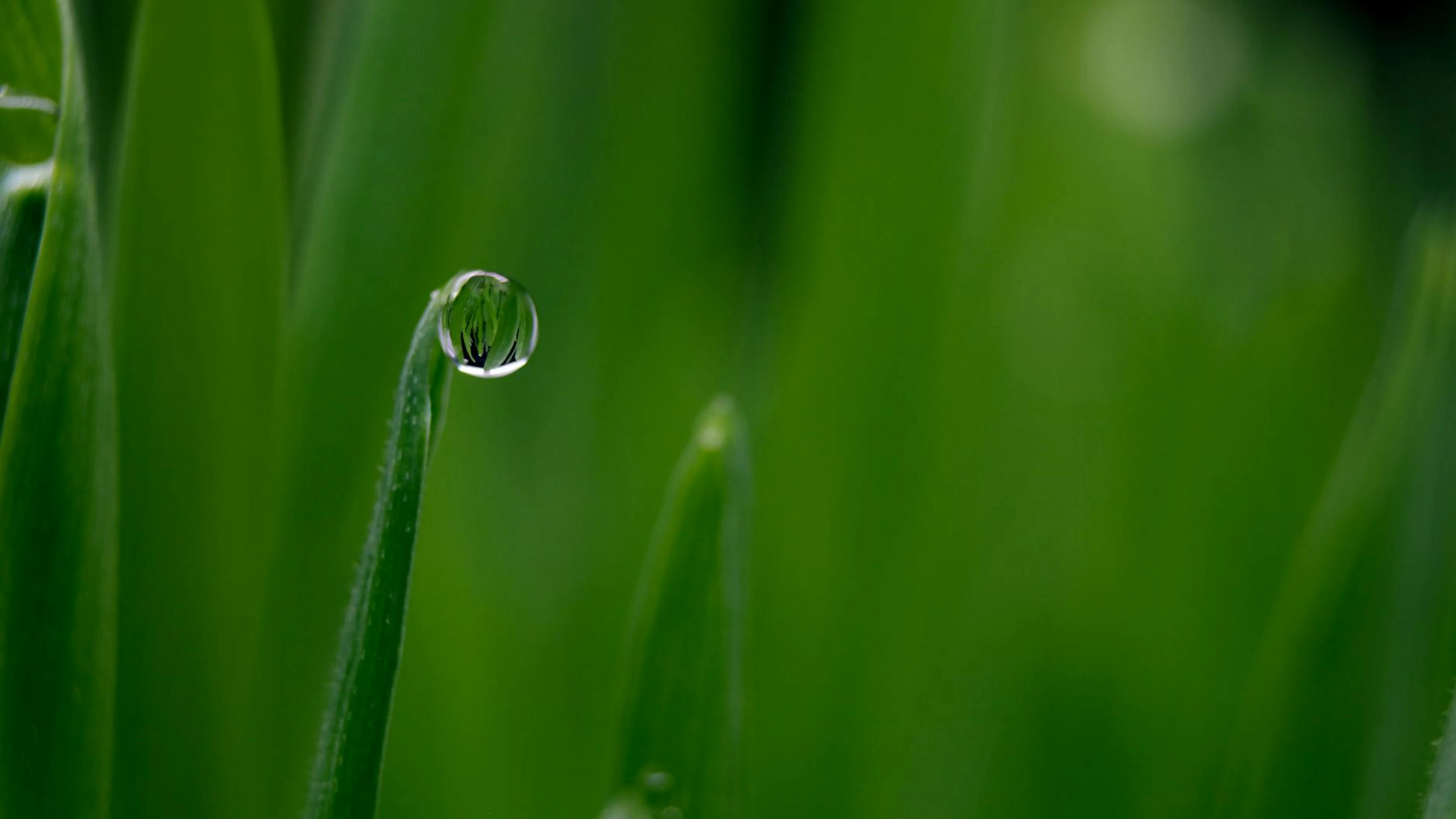 Macro shot of a single dewdrop on a green grass blade showcasing intricate detai - free 4K Ultra HD macro wallpaper for desktop